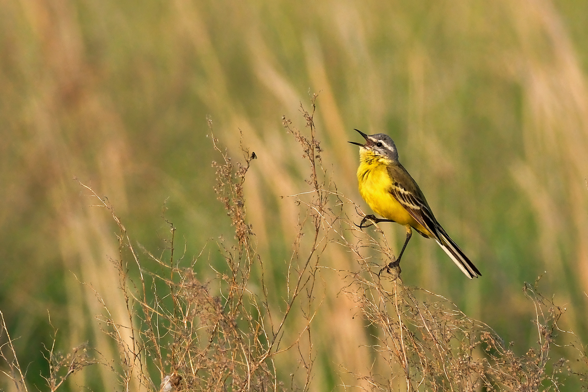 , Бодрягин Виталий