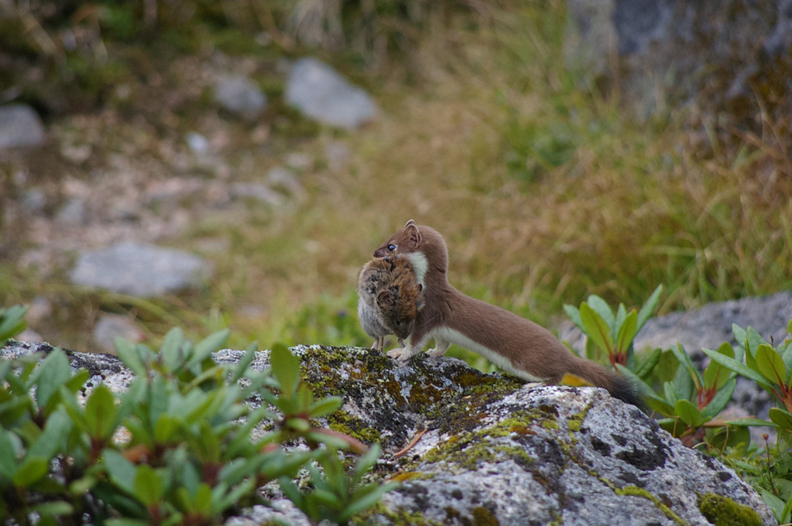, Ленденёв Владимир