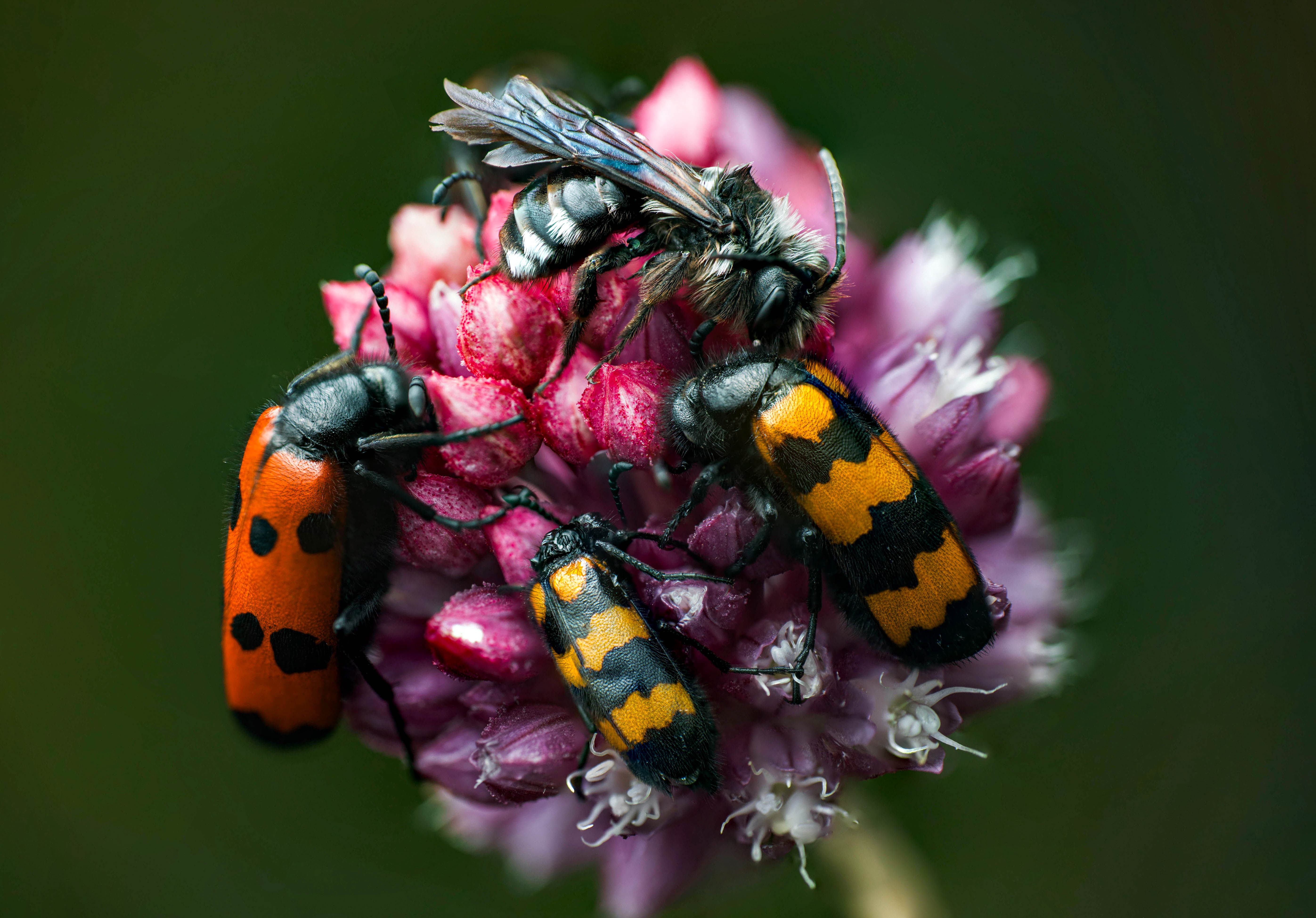 Пчела, нарывник, макро, Маслова Любовь