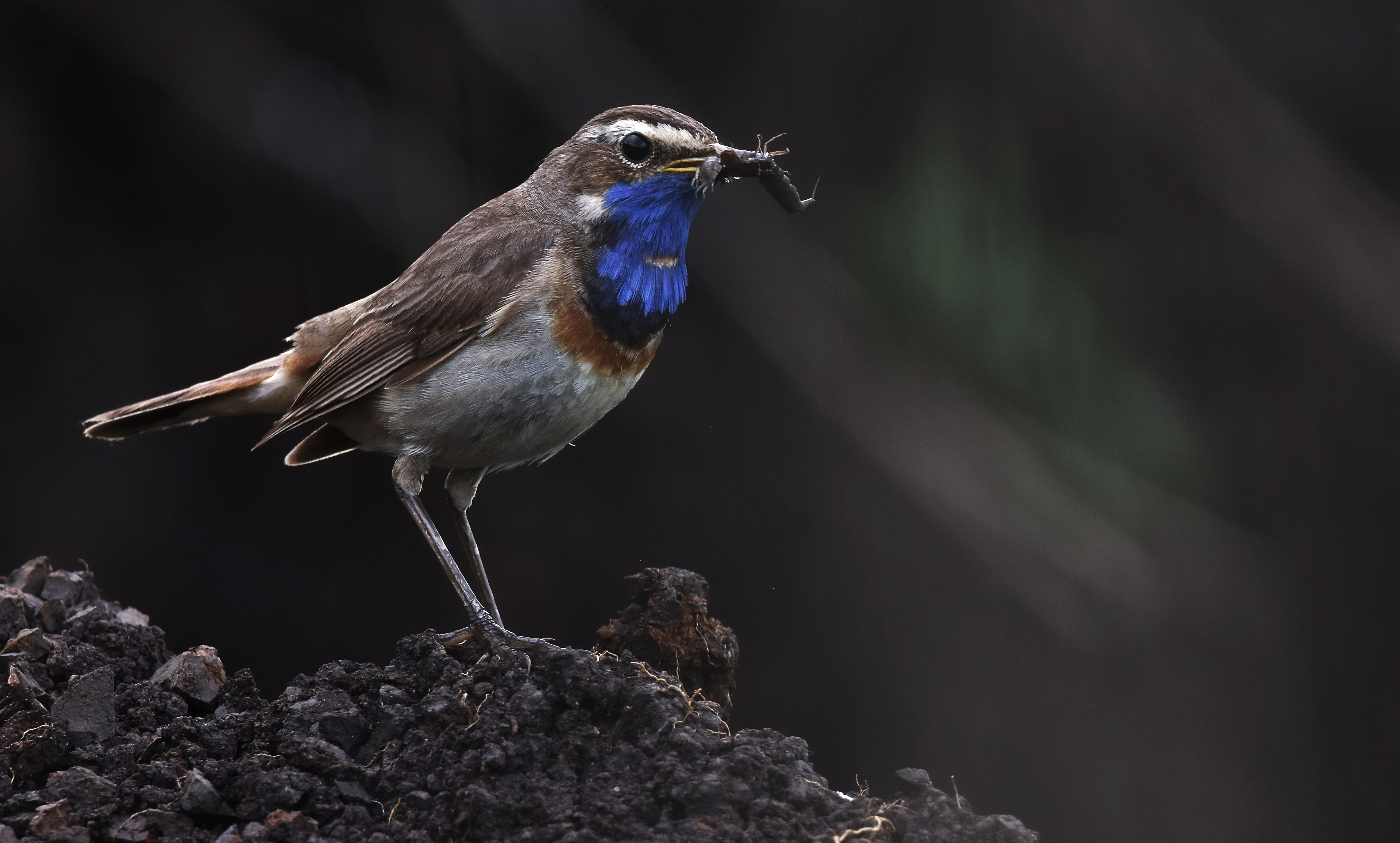 , Макеев Алексей