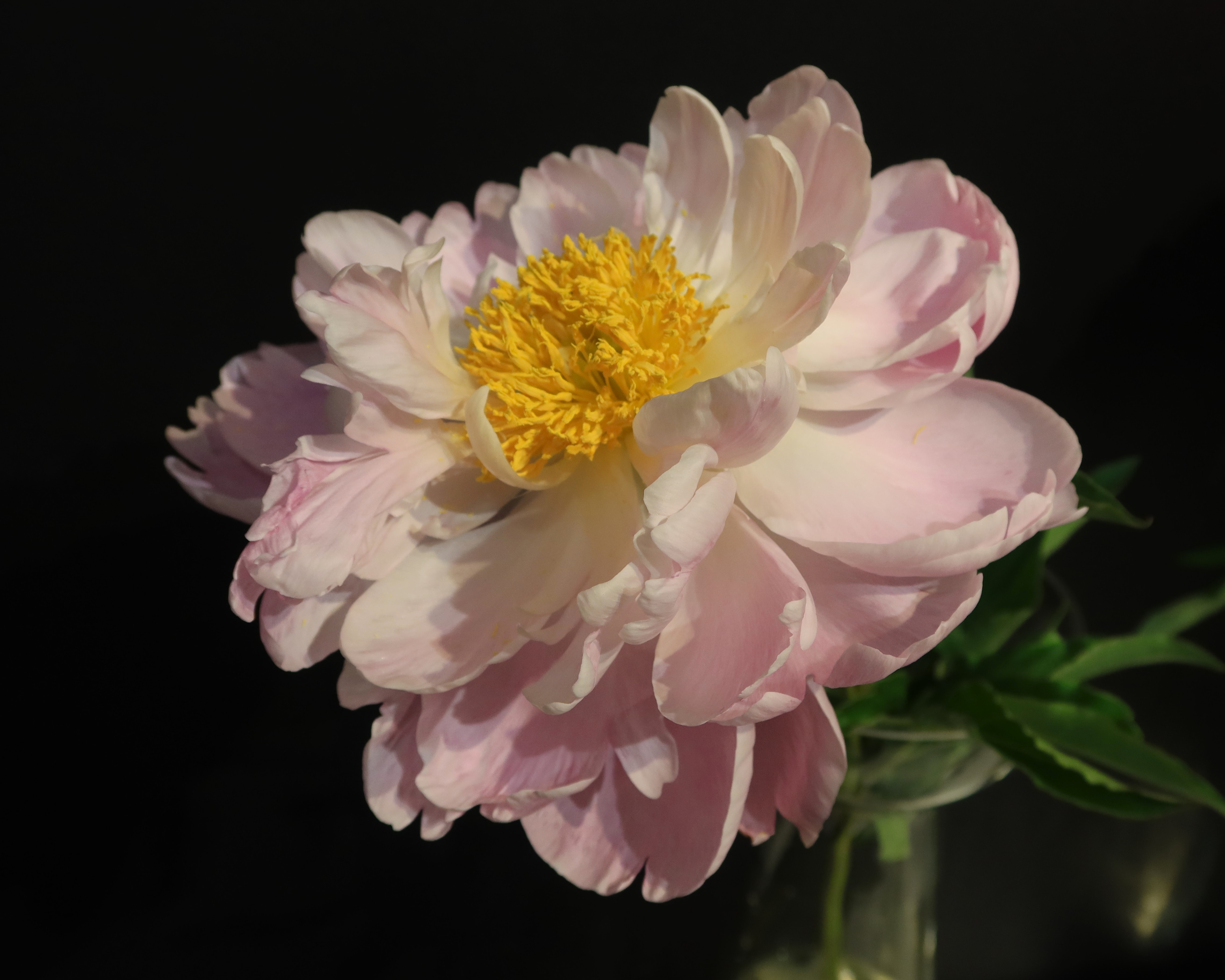 цветы,пион,выставка,флора, Козлова Галина