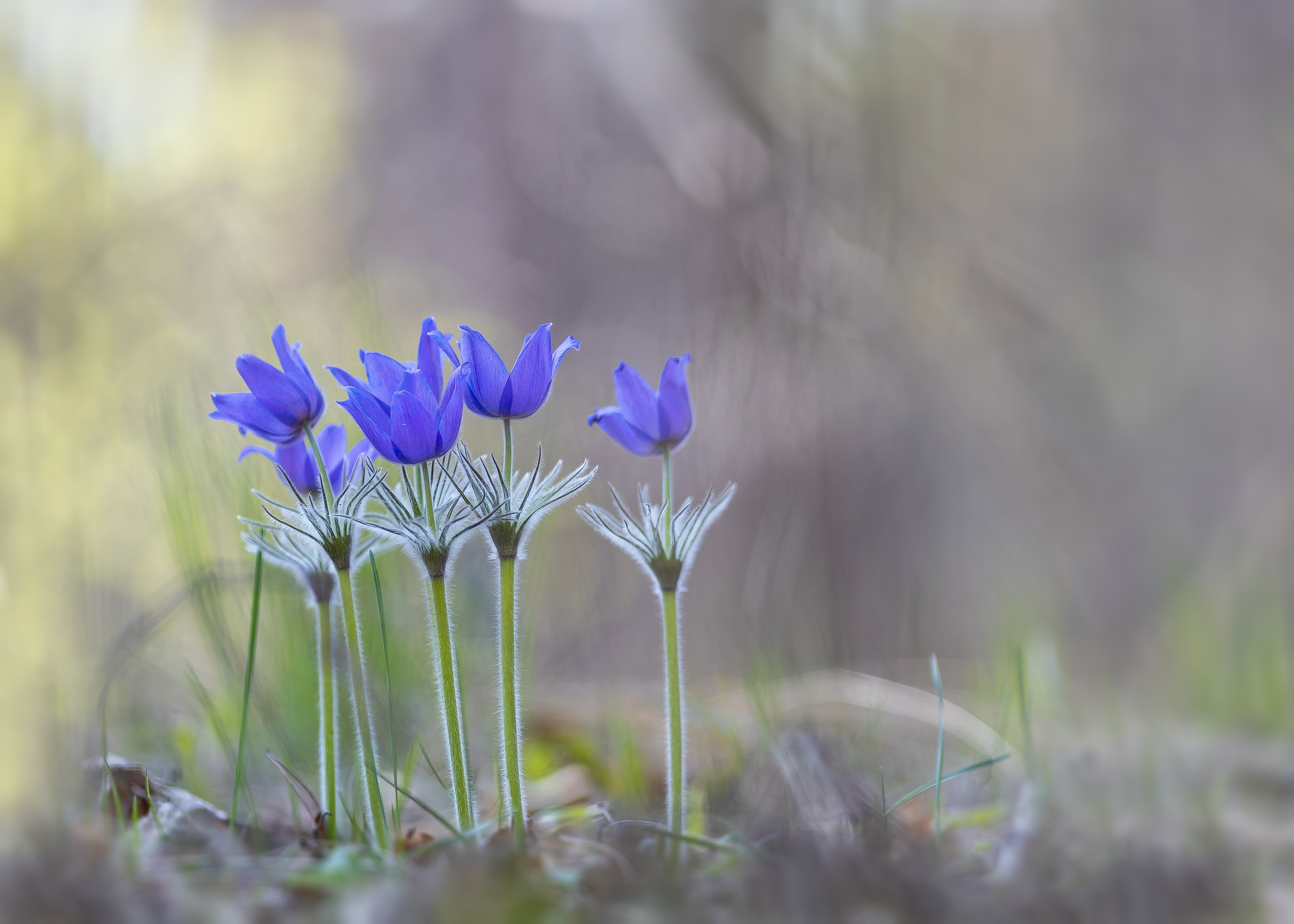 , Кузнецов Дмитрий