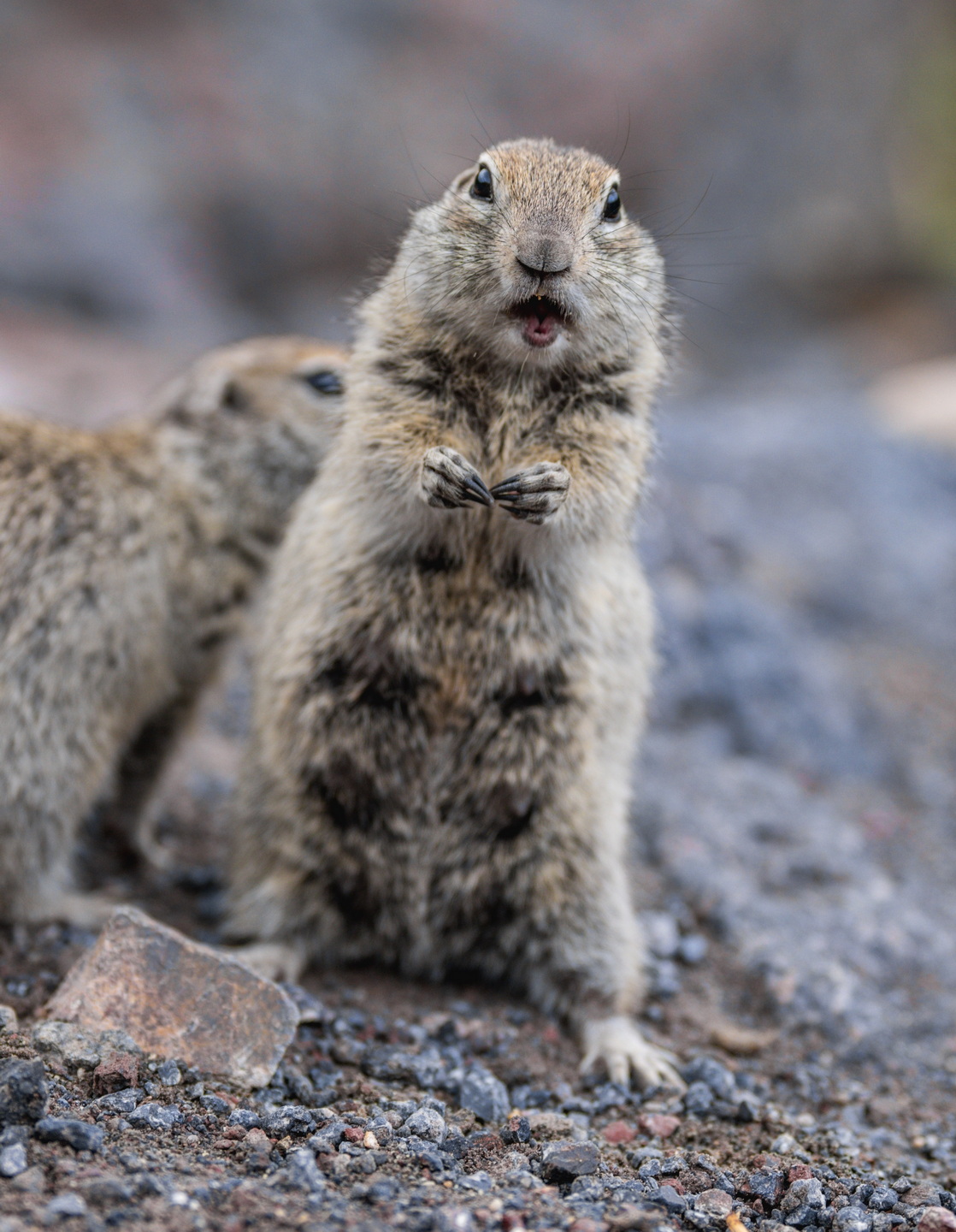 , Дэм Константин