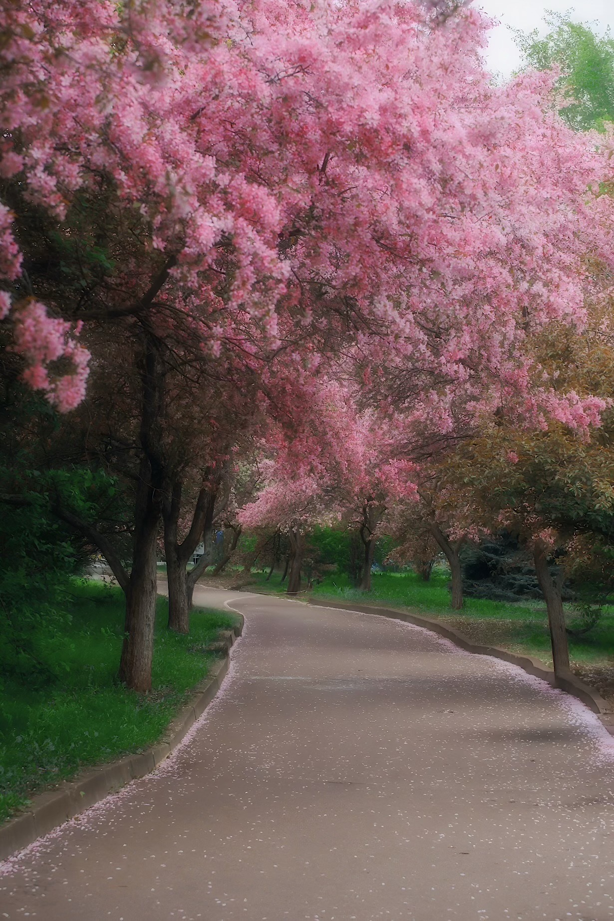 пейзаж, landscape, nature, природа, весна, spring, цветы, flowers, яблонь, Julia Kaissa