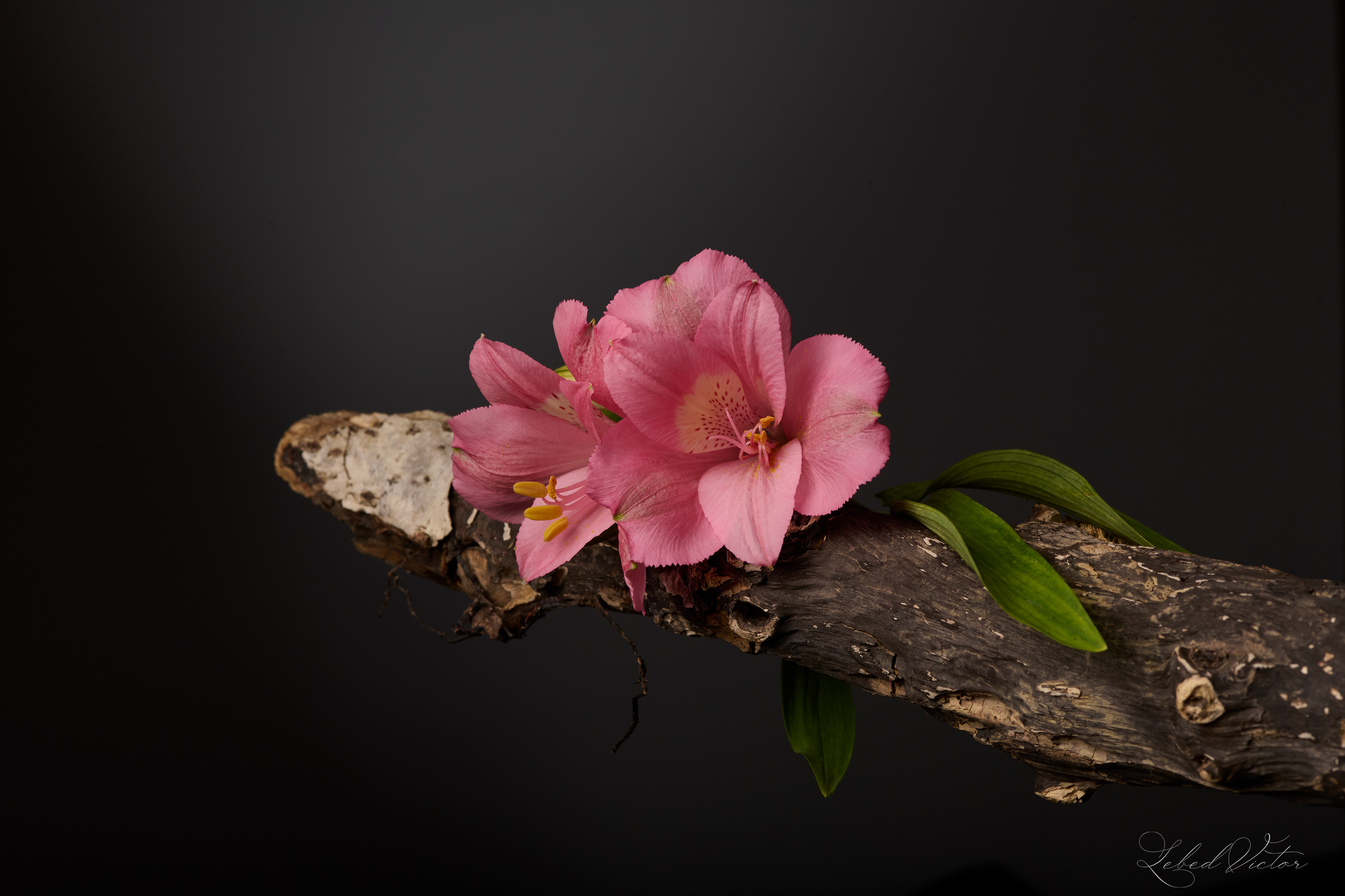 , Виктор Лебедь