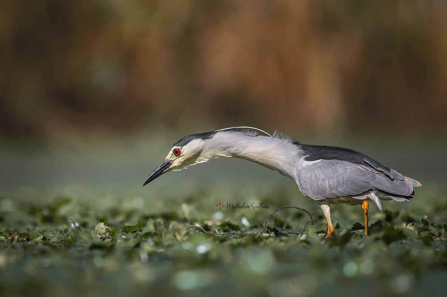 птица, кваква, цапля, фотоохота, Медведева Светлана