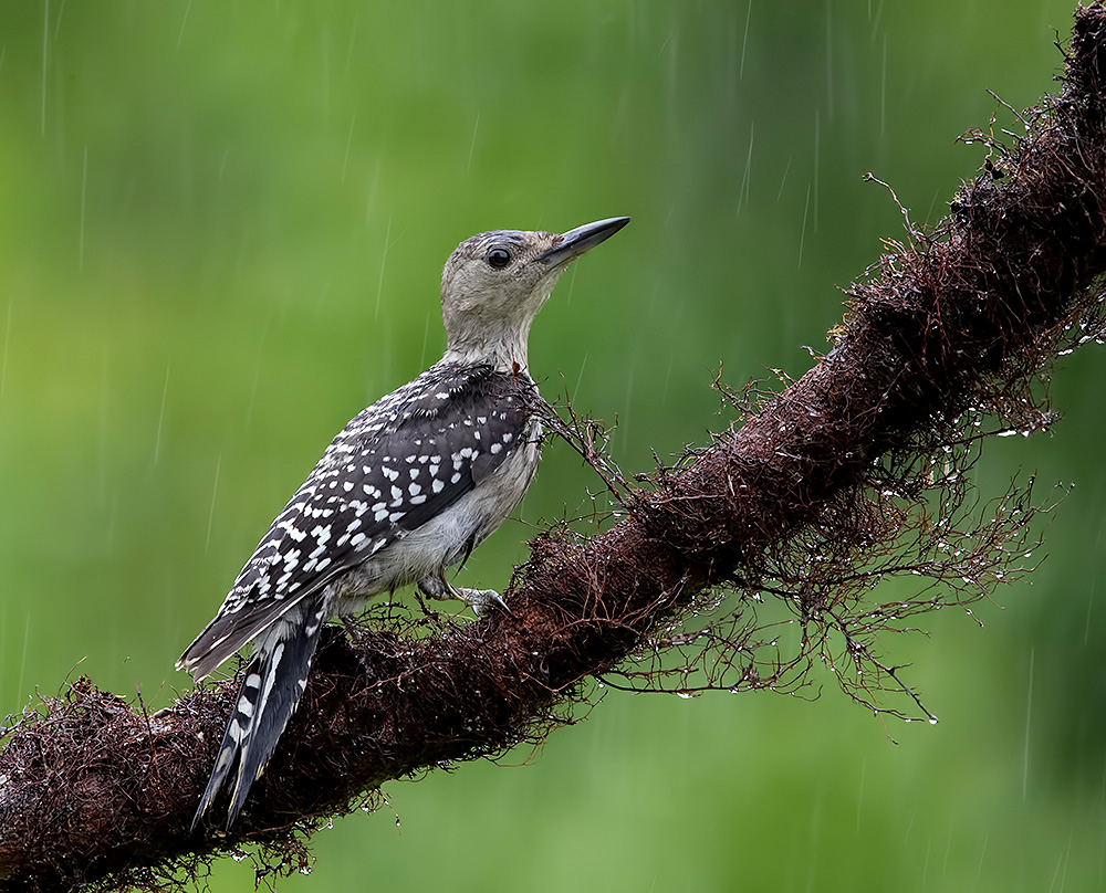 дятел, каролинский меланерпес, red-bellied woodpecker, woodpecker, Etkind Elizabeth