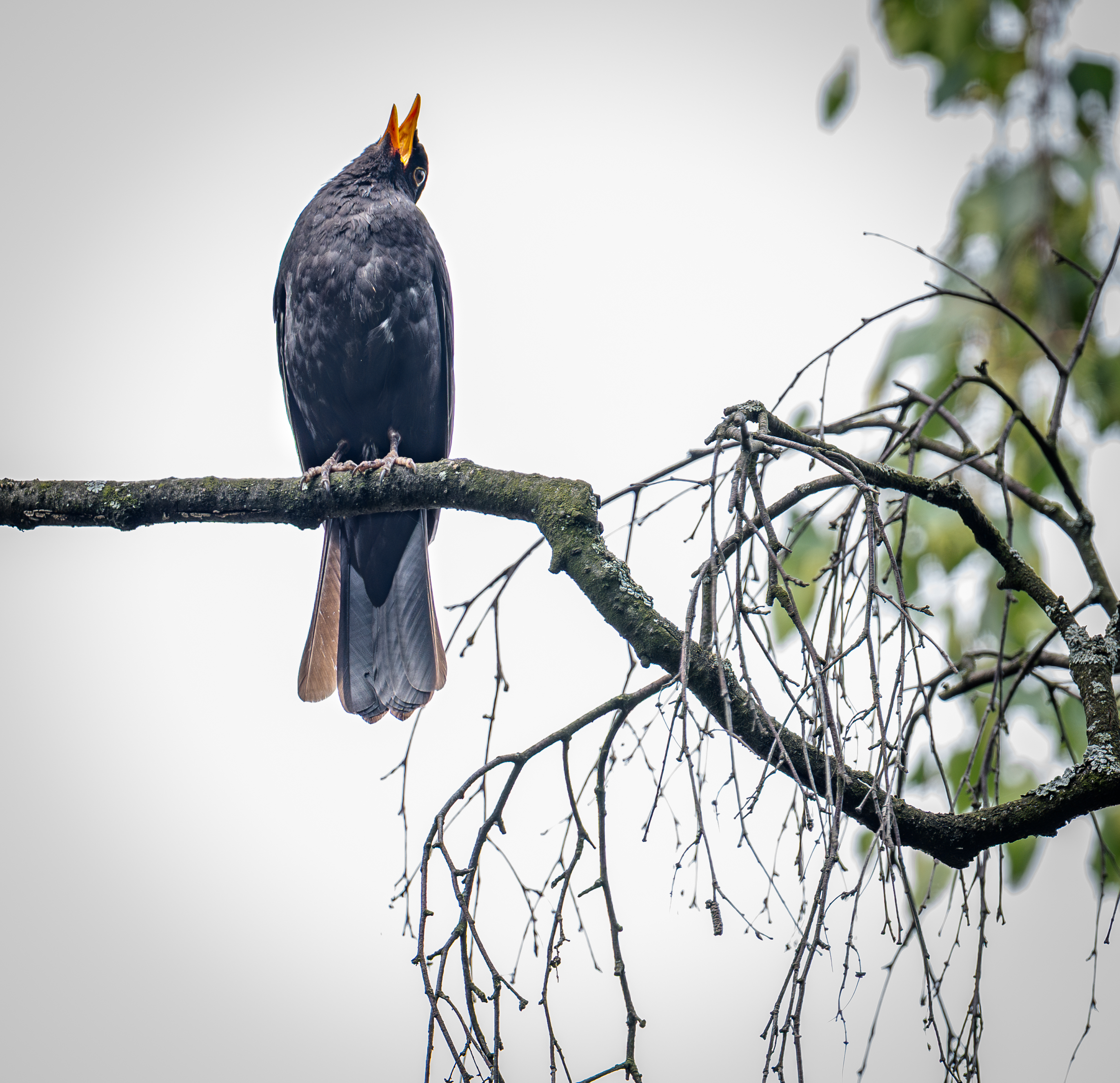 , Курлянцев Алексей