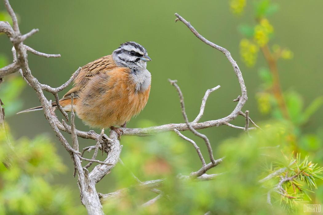 горная овсянка,, Дмитрий Доронин
