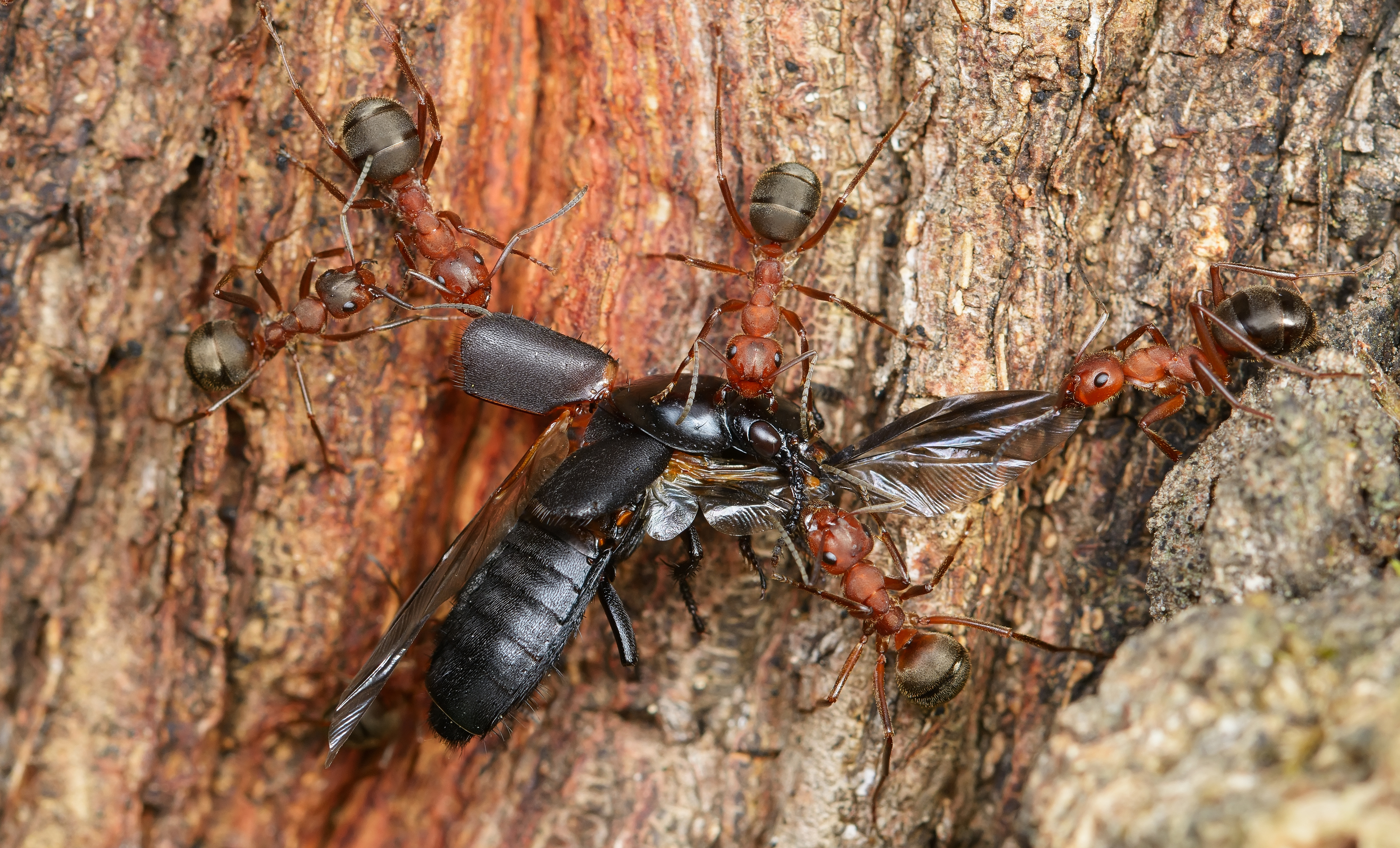муравьи, formicidae, стафилины, staphylinidae, жук, Павел Черенков