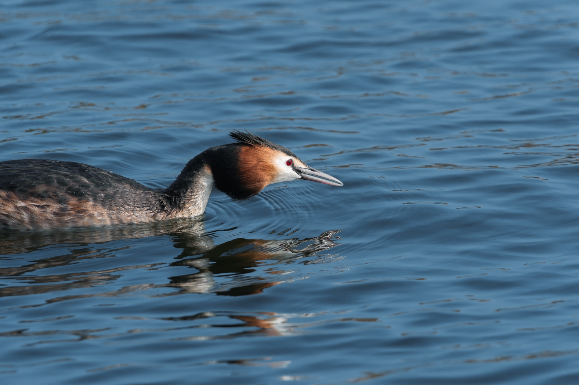 большая поганка, чомга, podiceps cristatus, great crested grebe, Наталья Паклина