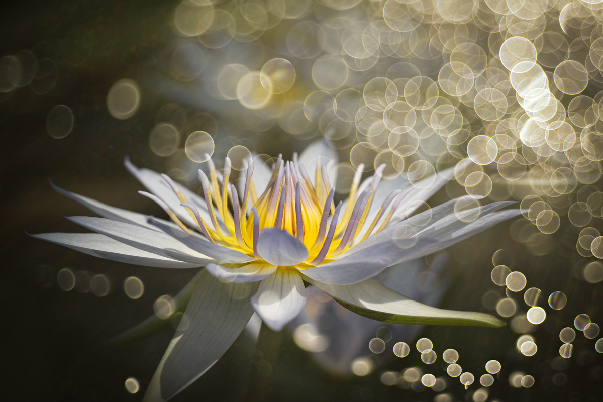 close-up, Копцев Игорь