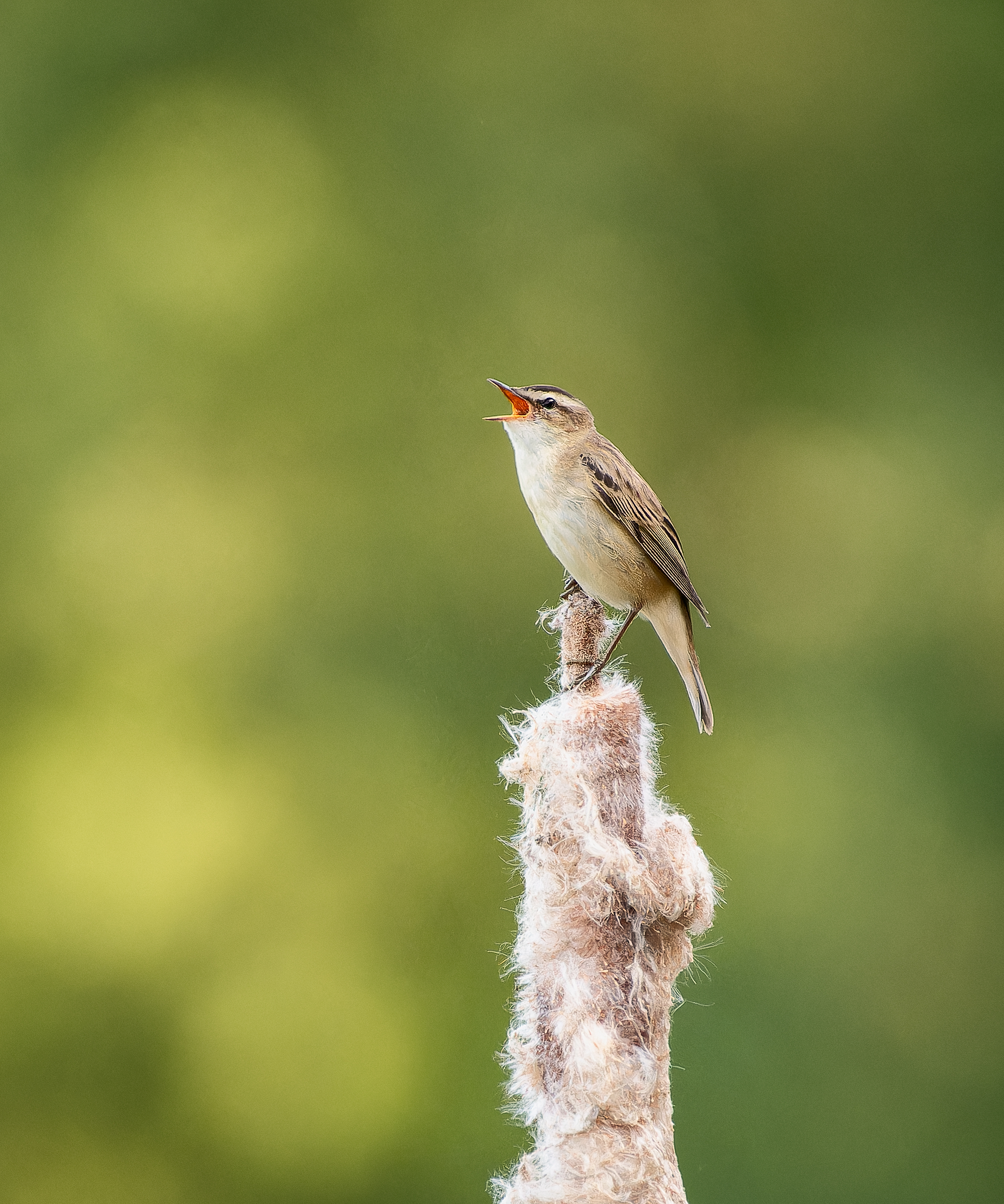 , Ширяев Константин