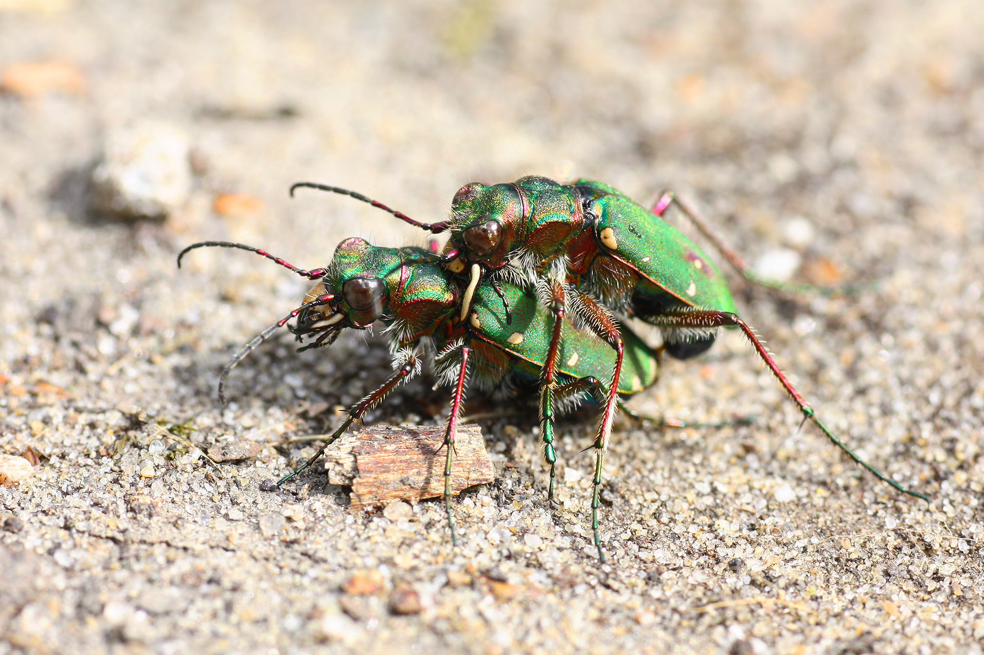 жук скакун, скакун полевой, cicindela campestris, КарОл