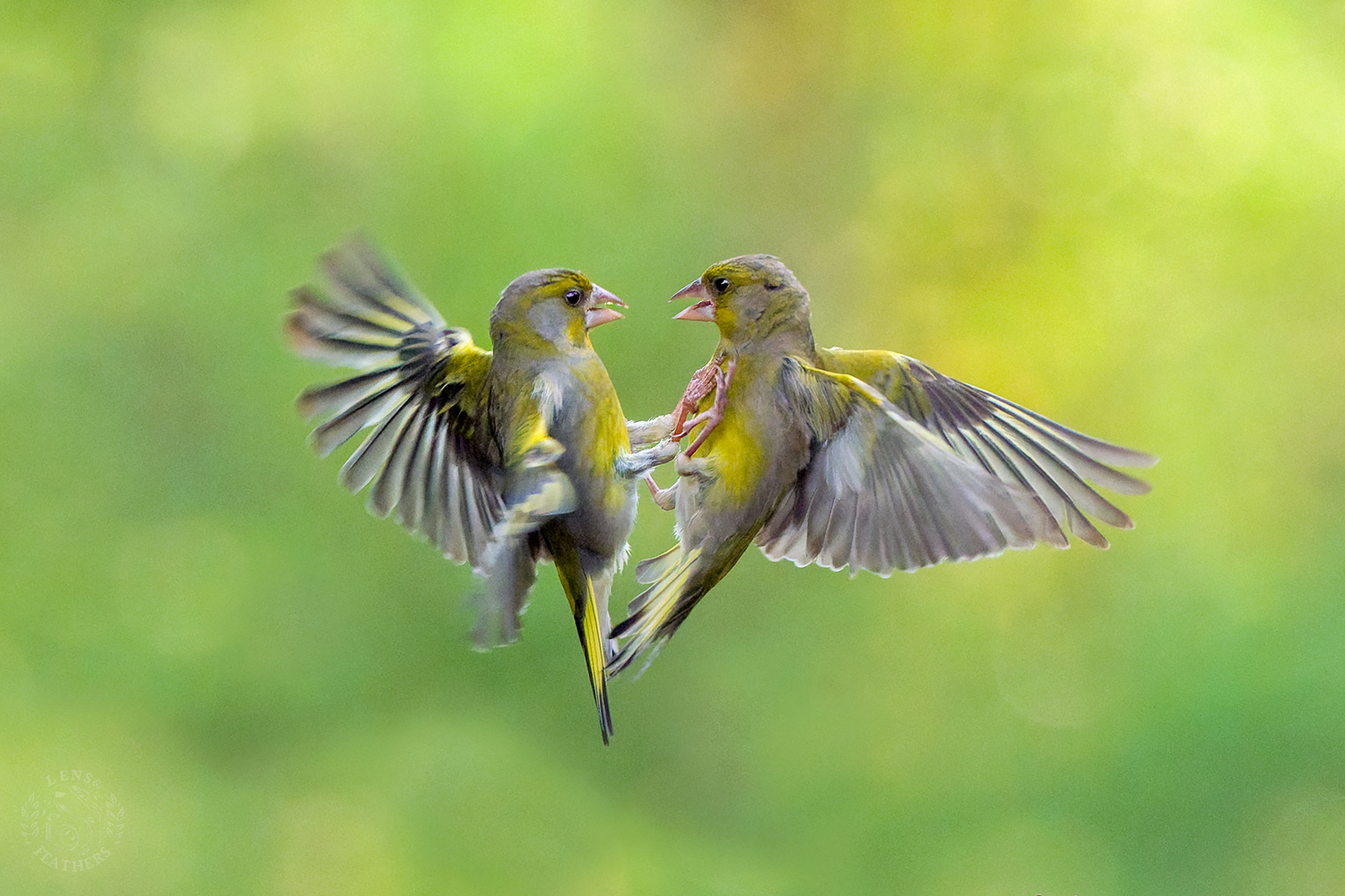 , Евгени Стефанов