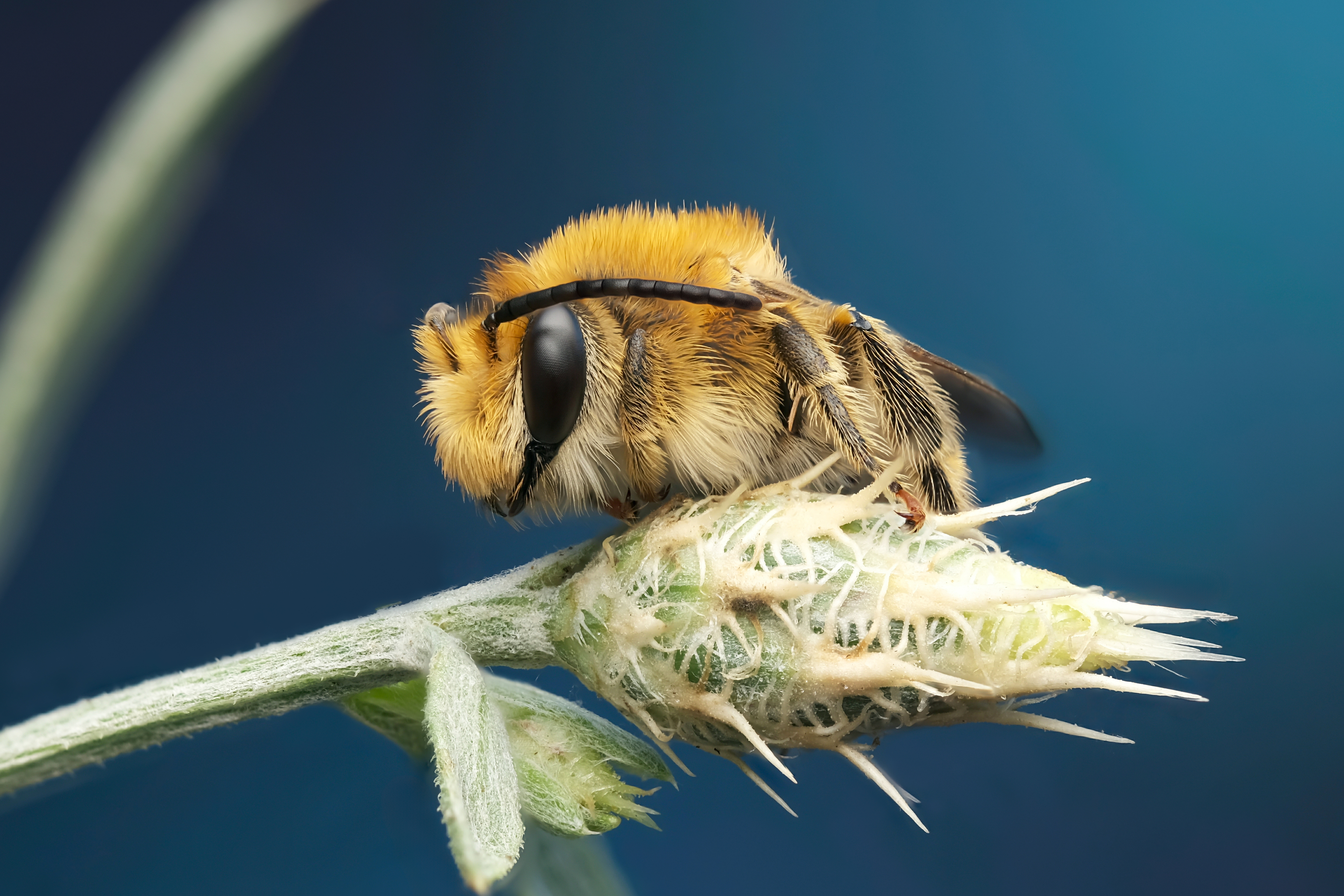 , Васильев Роман