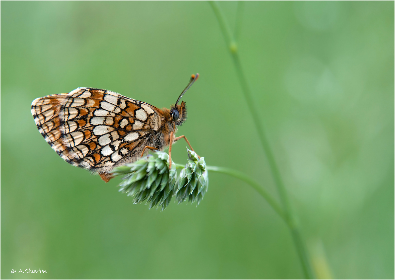 бабочка,шашечница,бритомартис, Александр Чувилин