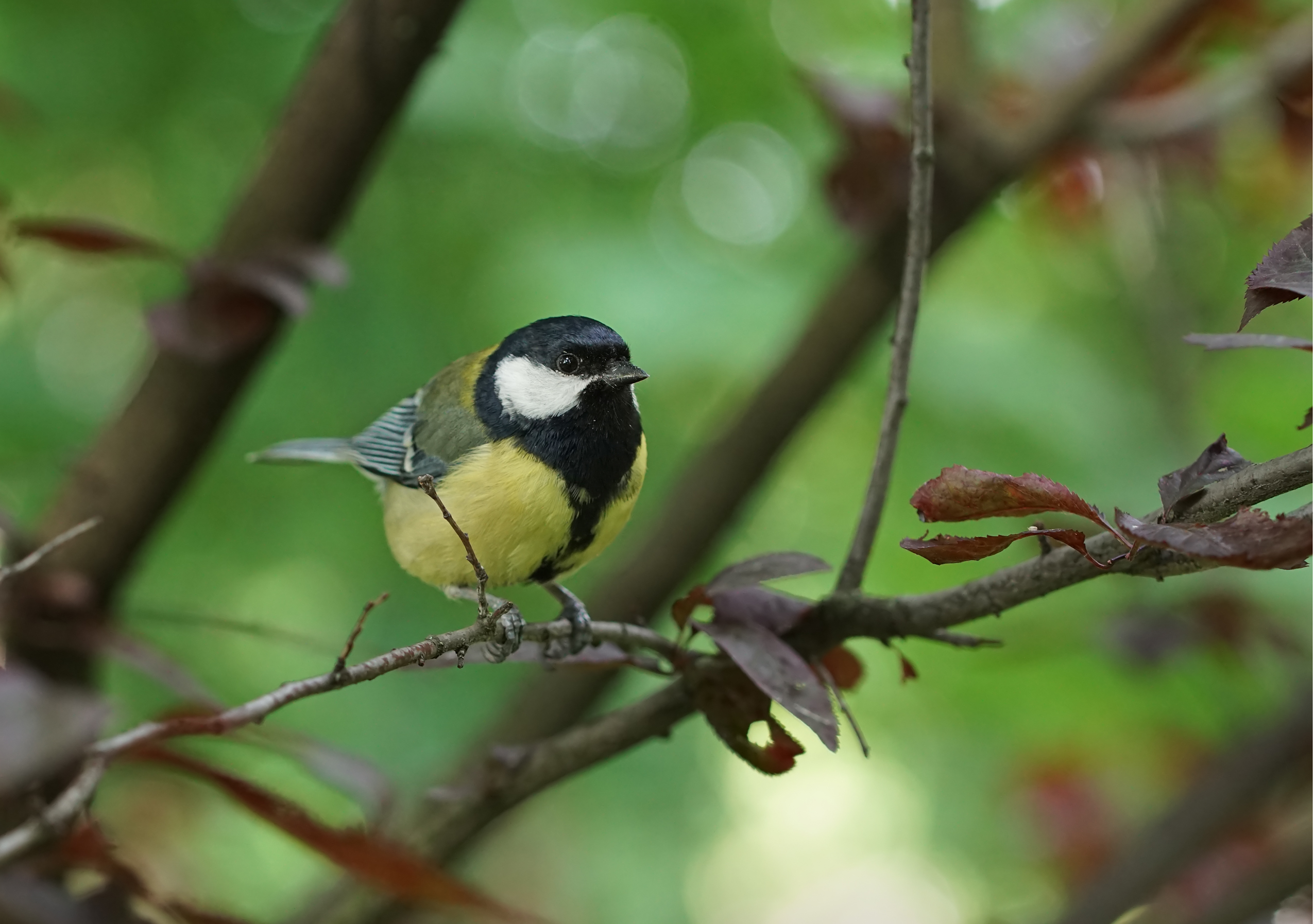 , Чепленко Алексей