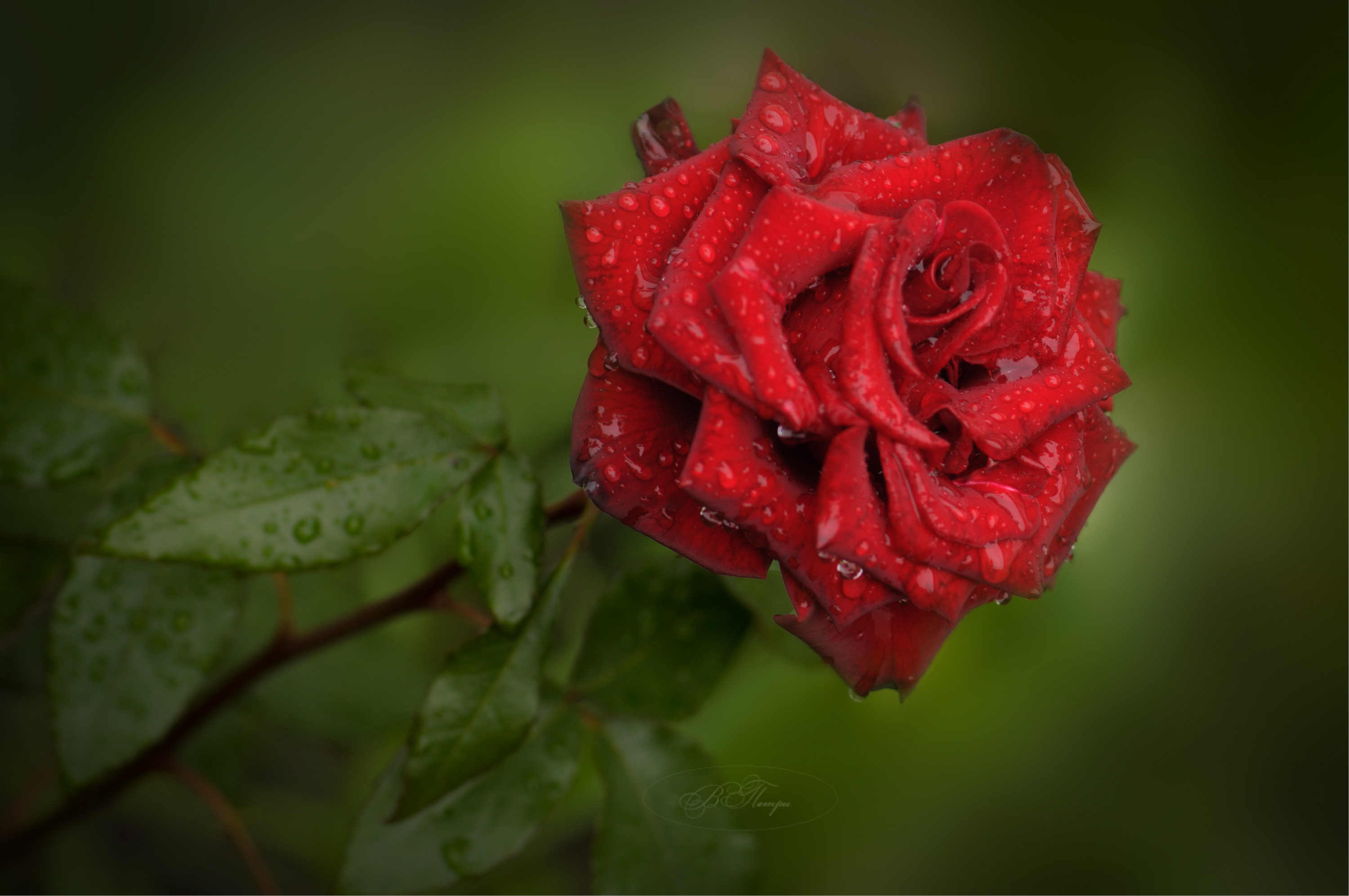 роза капли дождя, Вера Петри