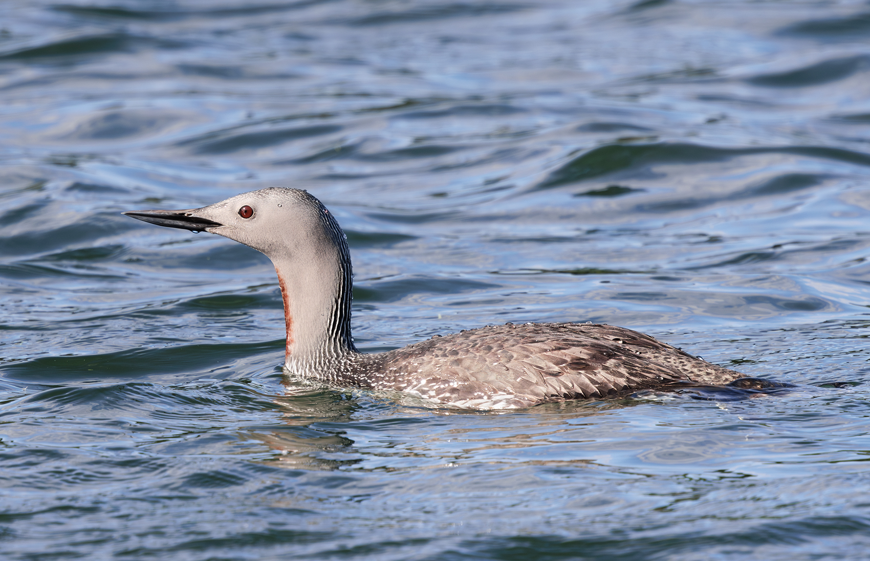 птицы, гагара, Михаил