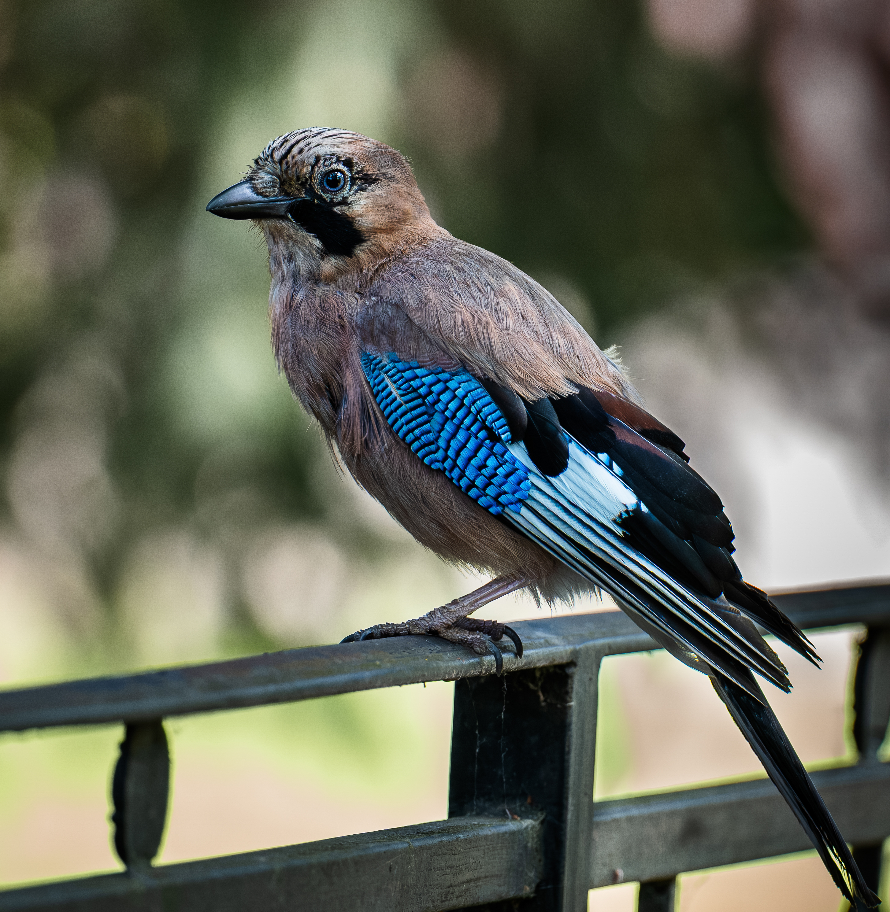 , Курлянцев Алексей
