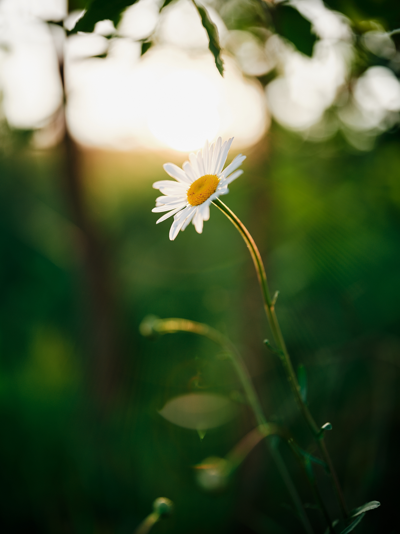 , Дыбов Дмитрий