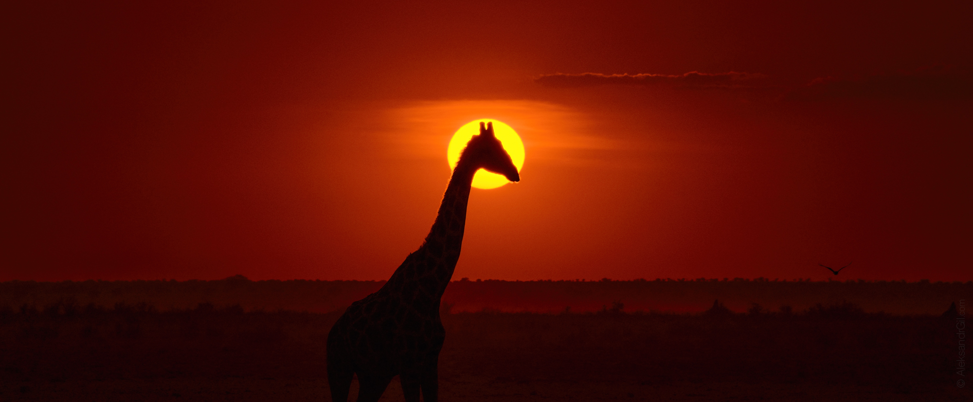 , Гиль Александр