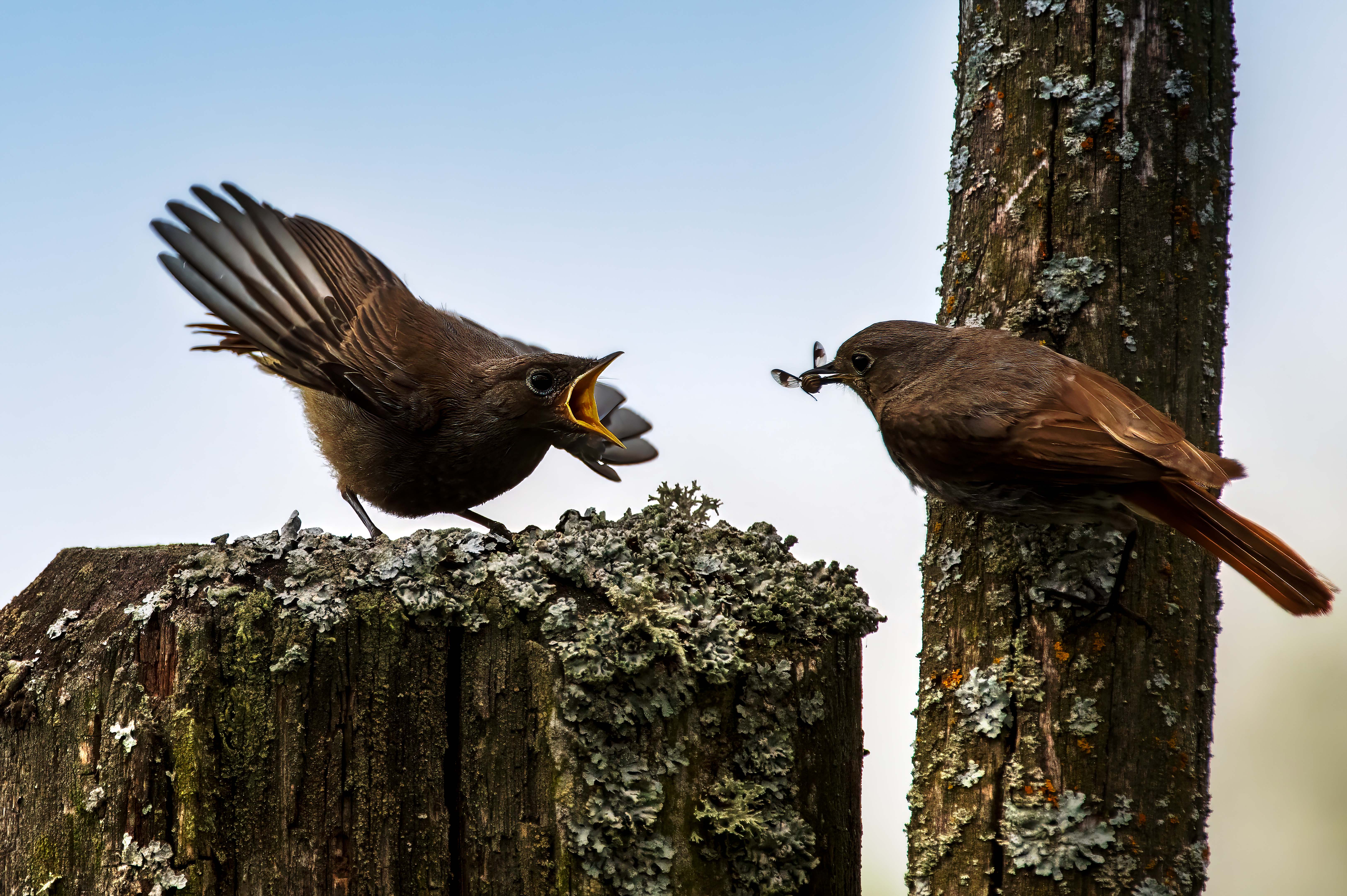 , Павел Ныриков