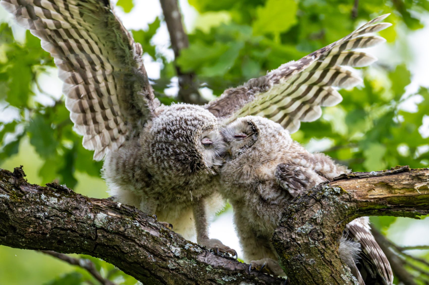 уральская неясыть, длиннохвостая неясыть, совенок, птицы, неясыть, Руслан Pl
