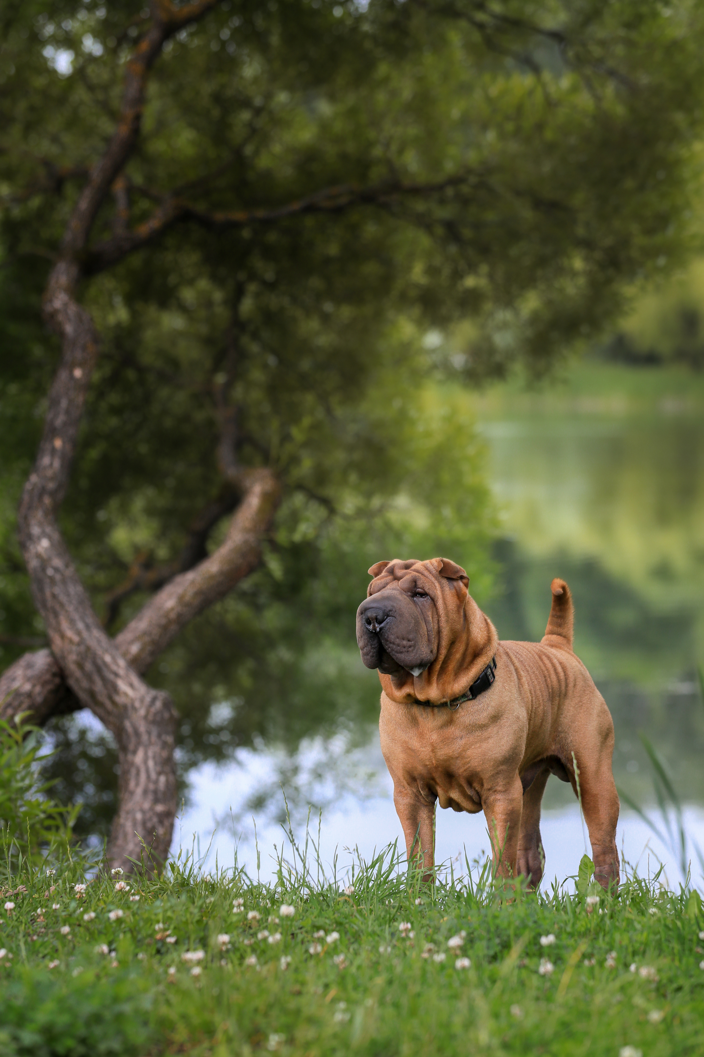 , Андрей Ершов