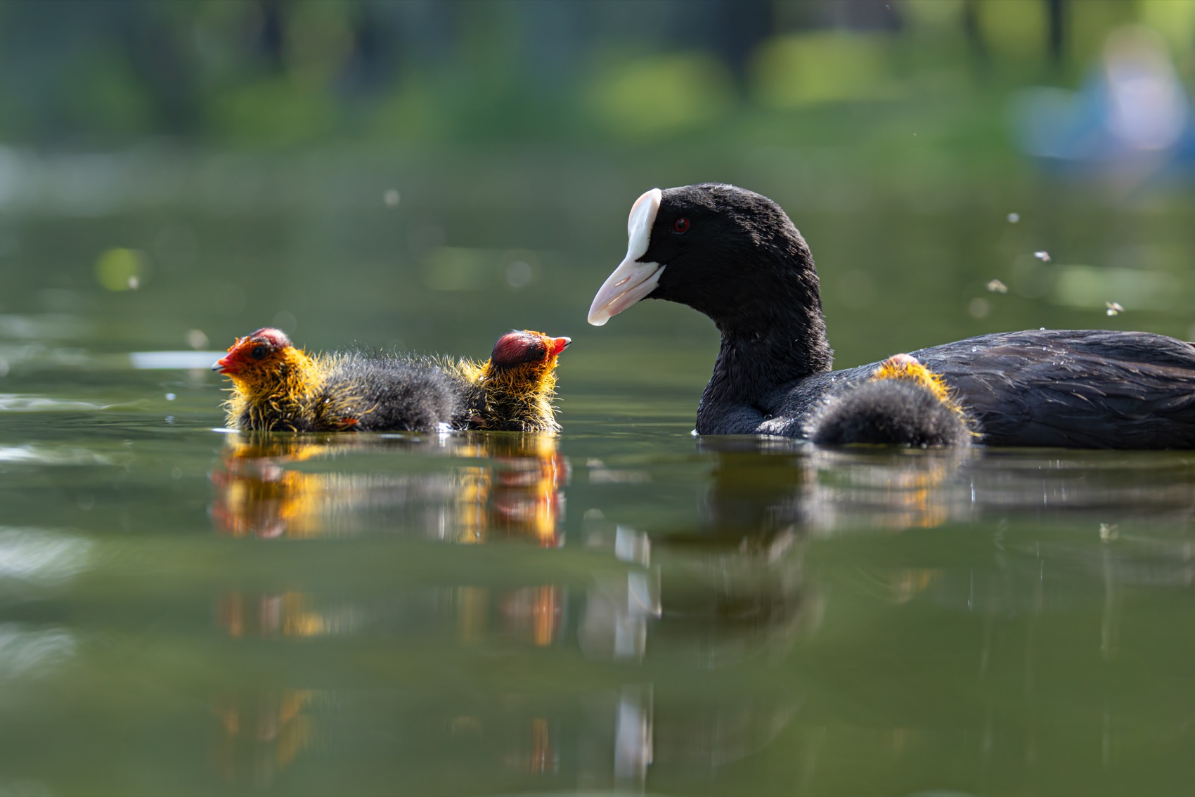 птицы, лысуха, птенец, лысенок, Руслан Pl