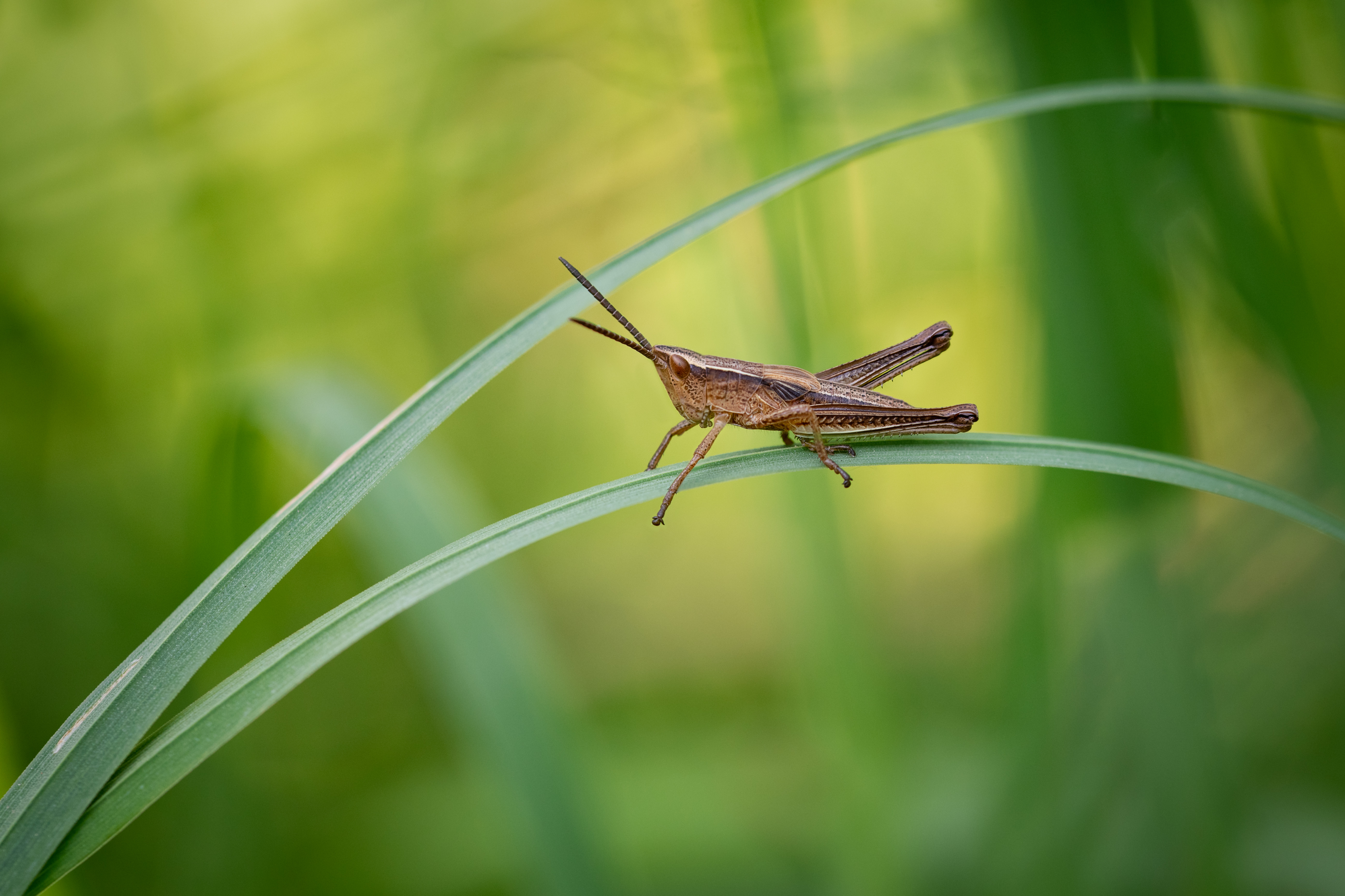 , Рагинская Ольга