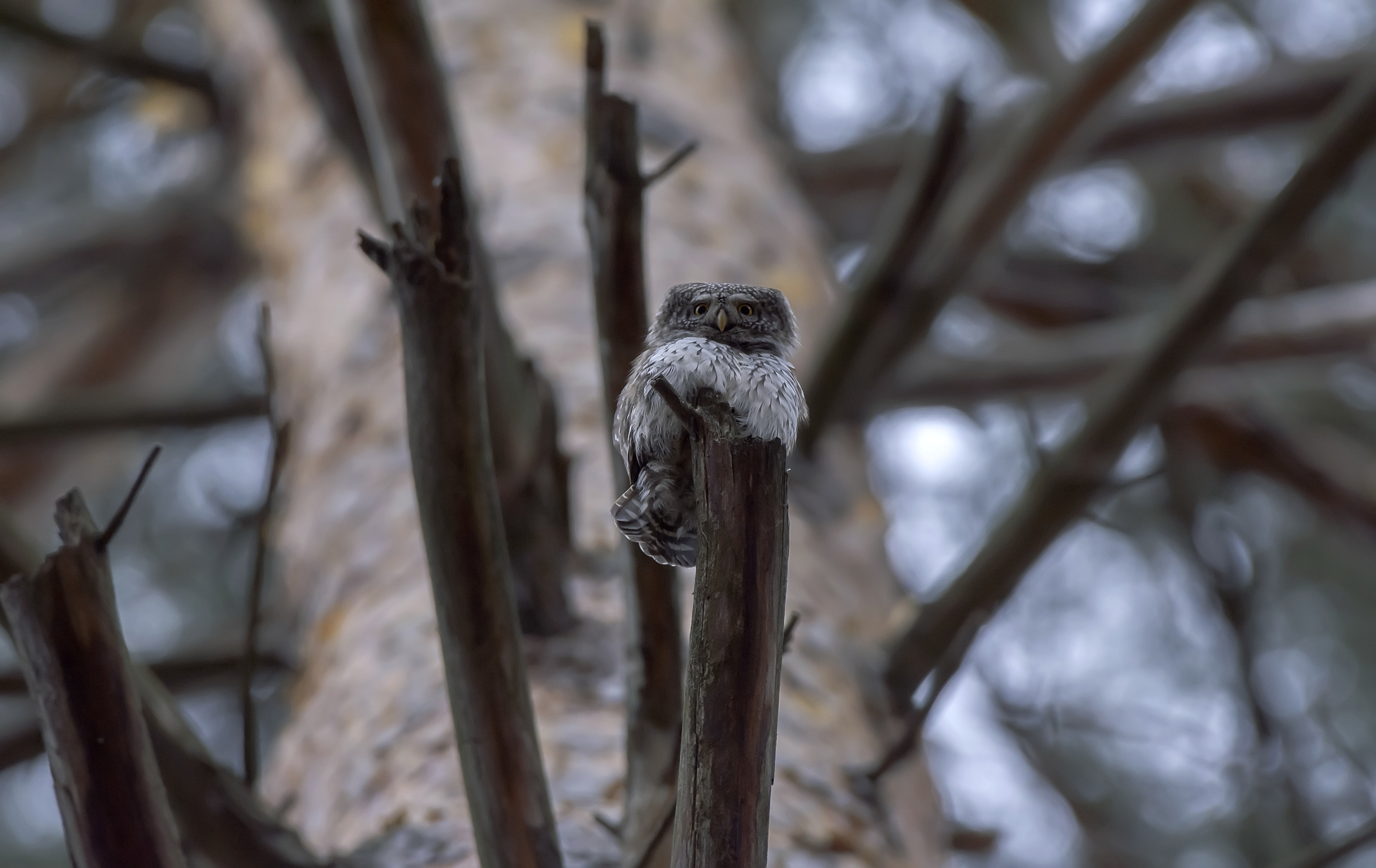 , Макеев Алексей