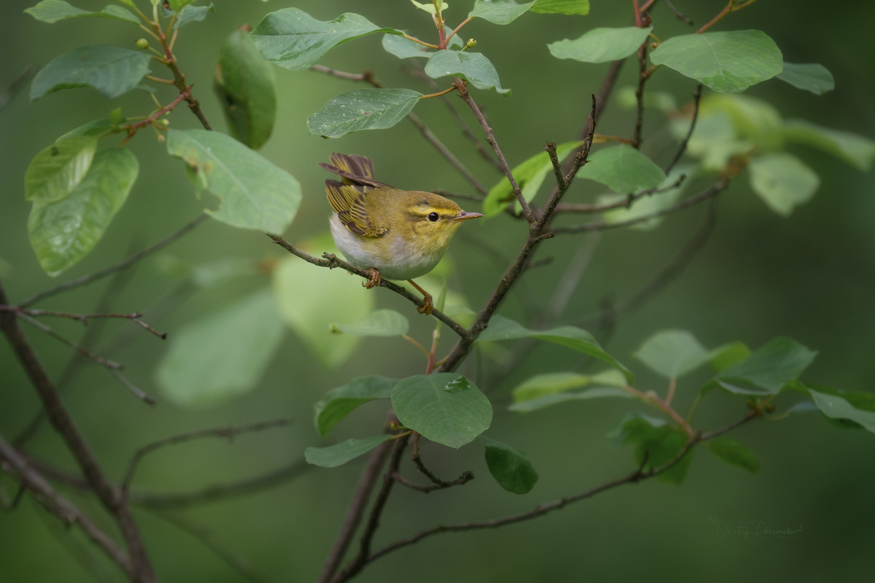 природа, лес, поля, огороды, животные, птицы, макро, Дмитрий Посевич