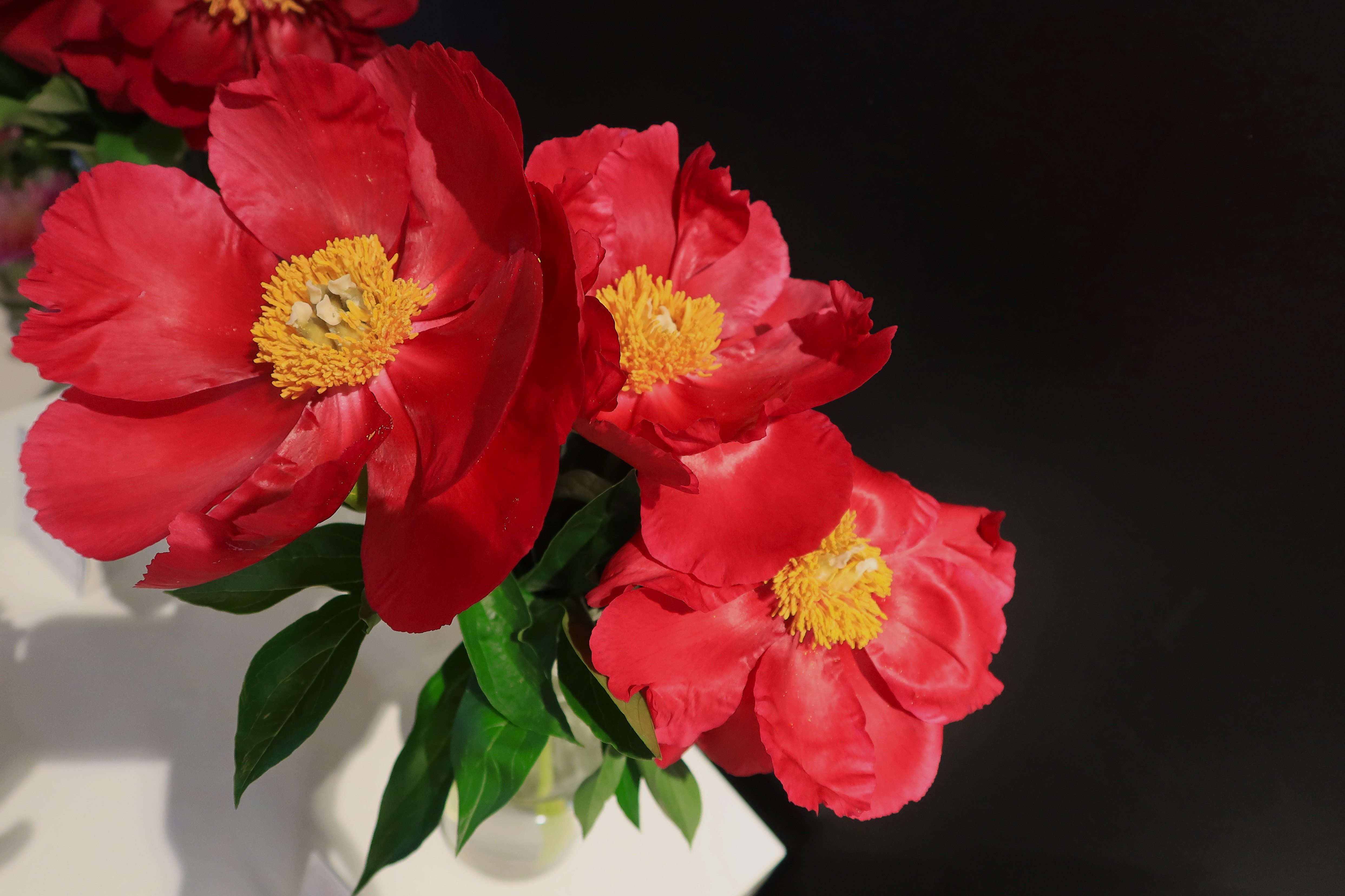 пион,волшебный коралловый,цвкты, Козлова Галина