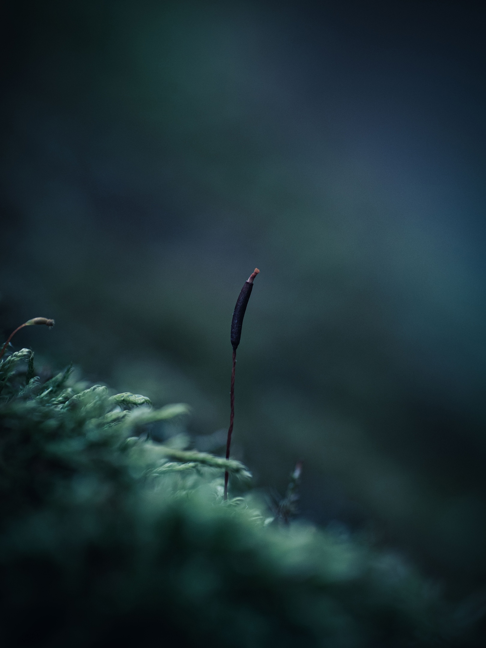 , Ирина Протченко