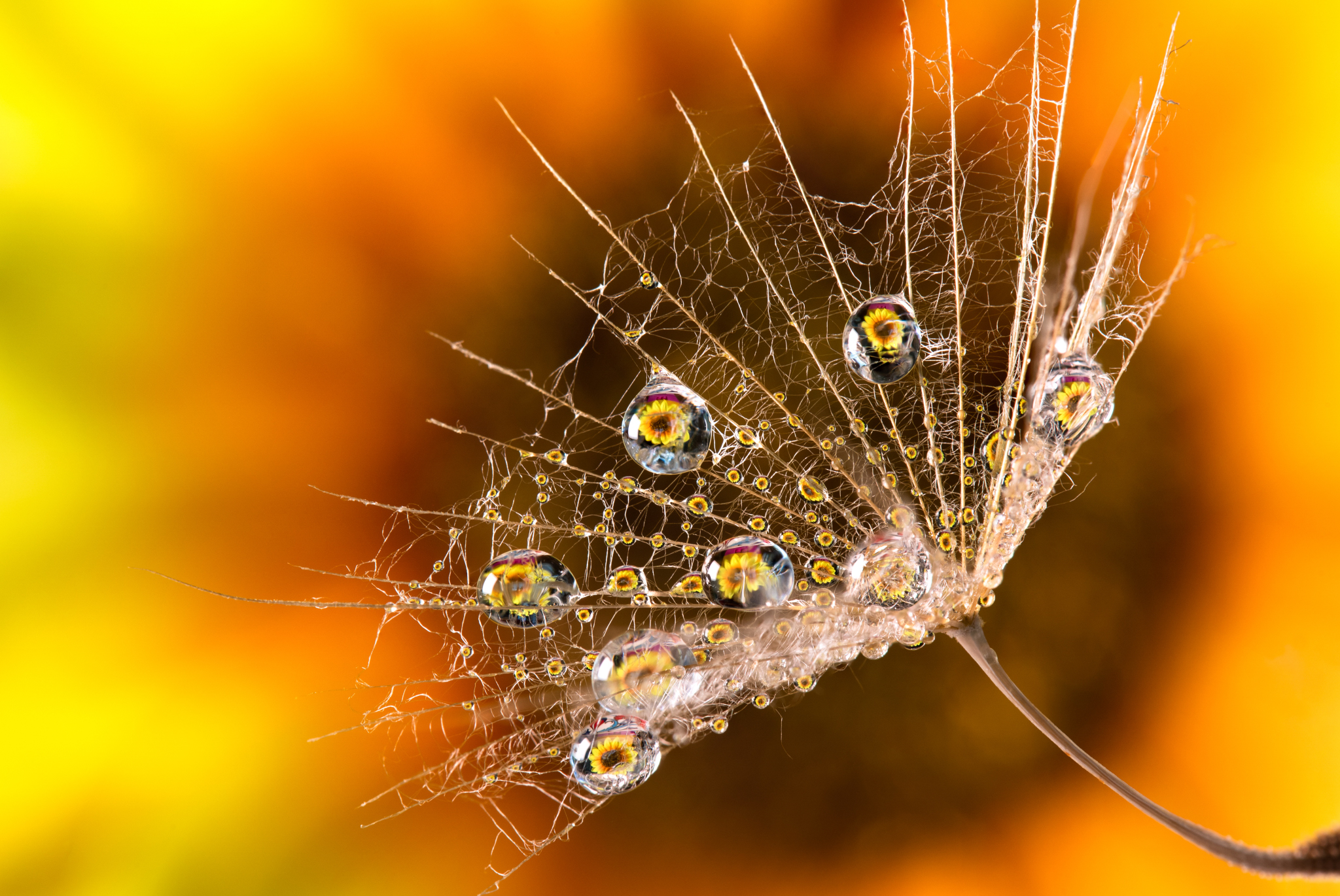 , Mariyana Atanasova - Lucero