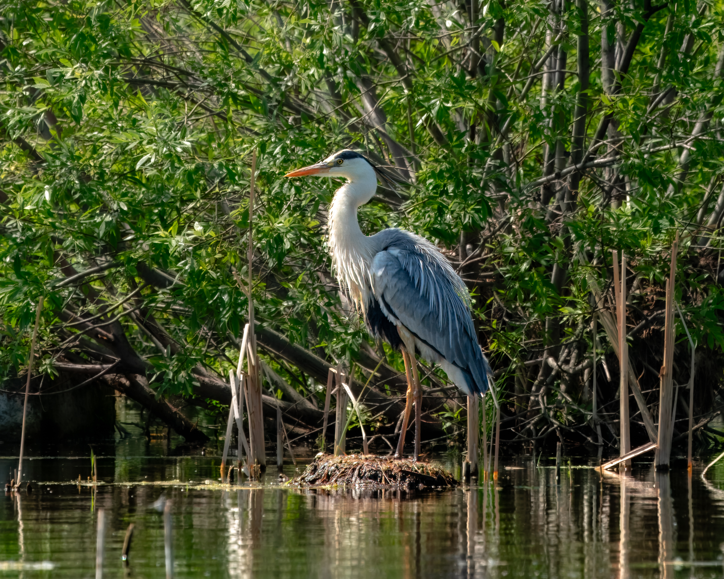 цапля, серая цапля, птицы, птицы сибири, бердвочинг, Екатерина Дубровская