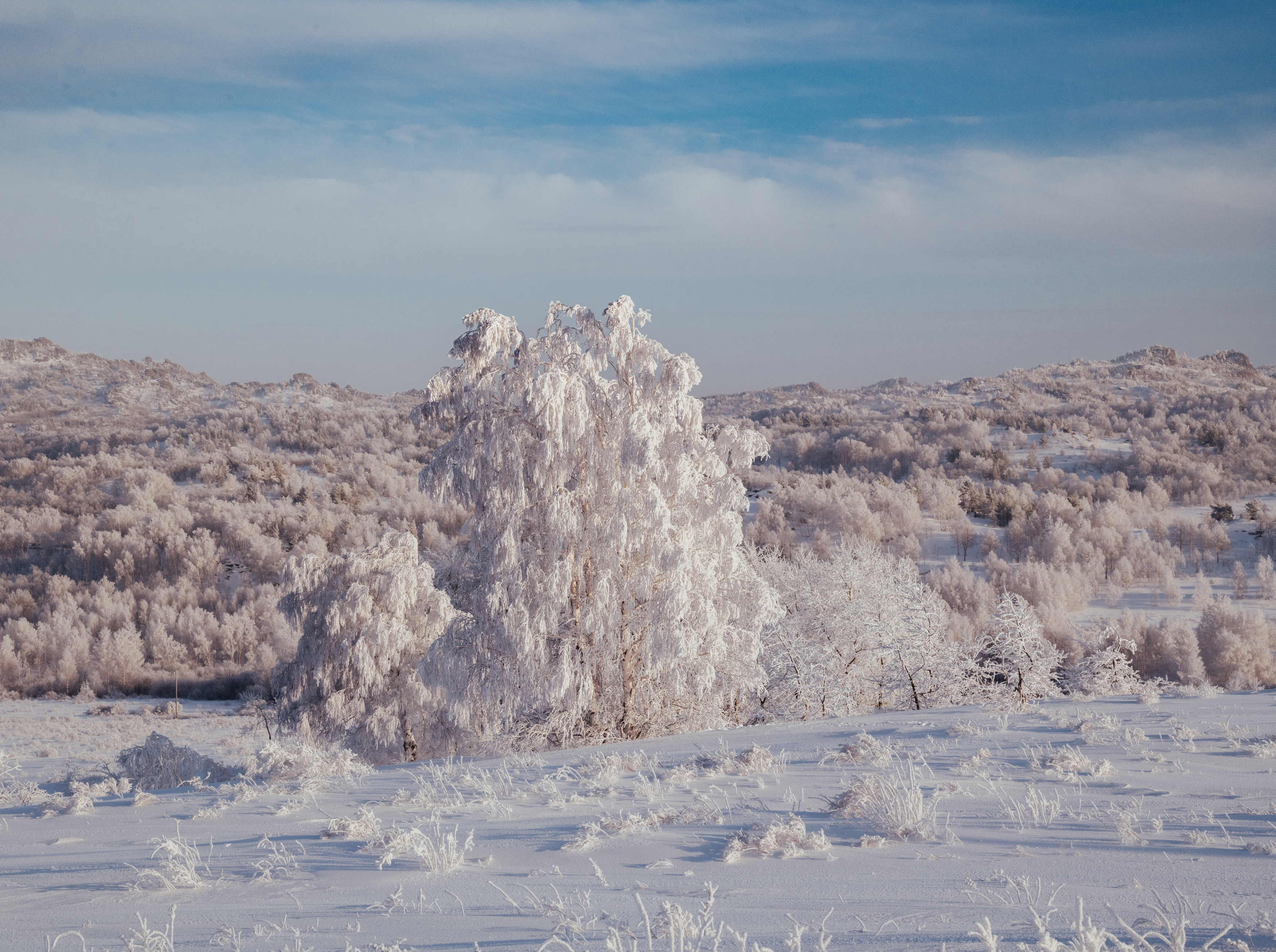 снег, лес, горы, поле, алтай, Denis Koshkin