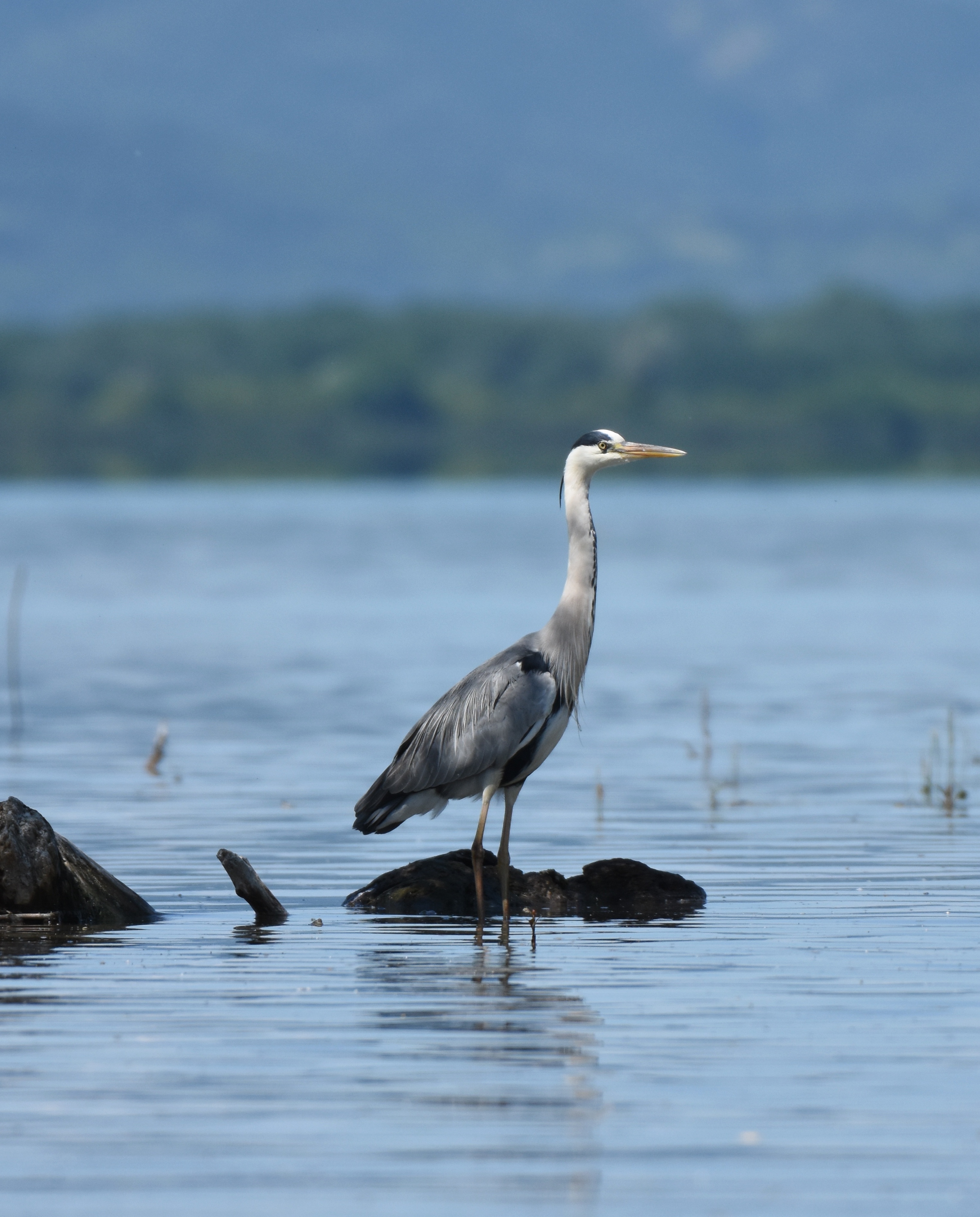, Герчев Николай