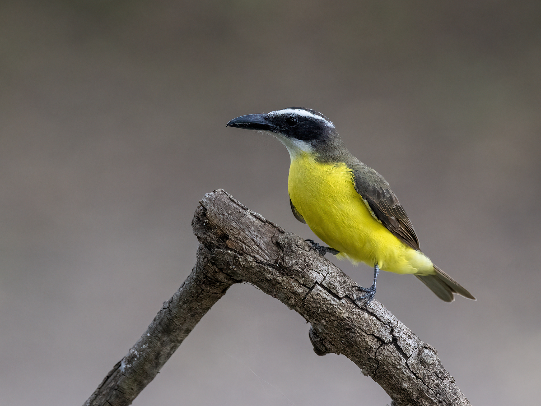 , Fernando Burgalin Sequeira