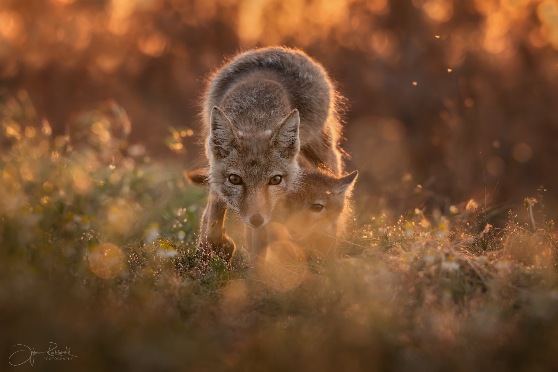 корсак, калмыкия, степная лиса, корсачонок, дикая природа, wildanimals, корсачата, vilpus corsac, corsac, Рудченко Ольга