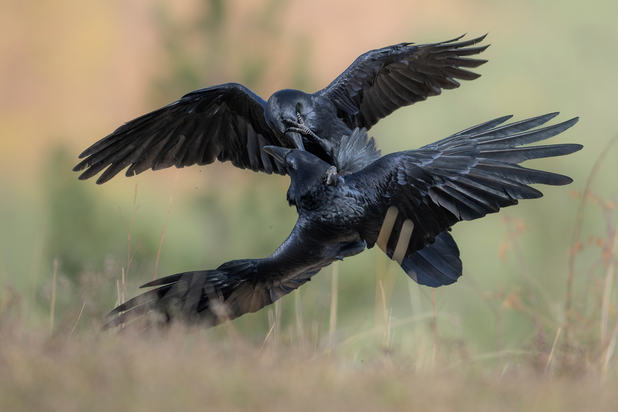 , Мартин Попов