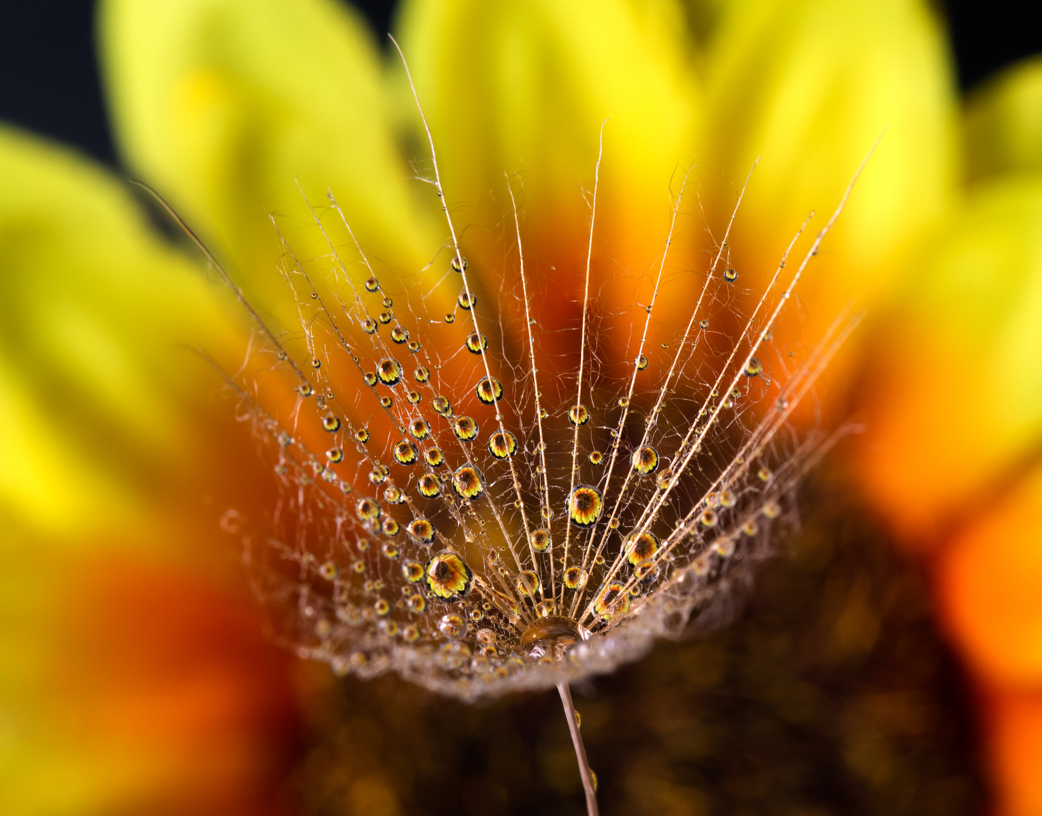 , Mariyana Atanasova - Lucero