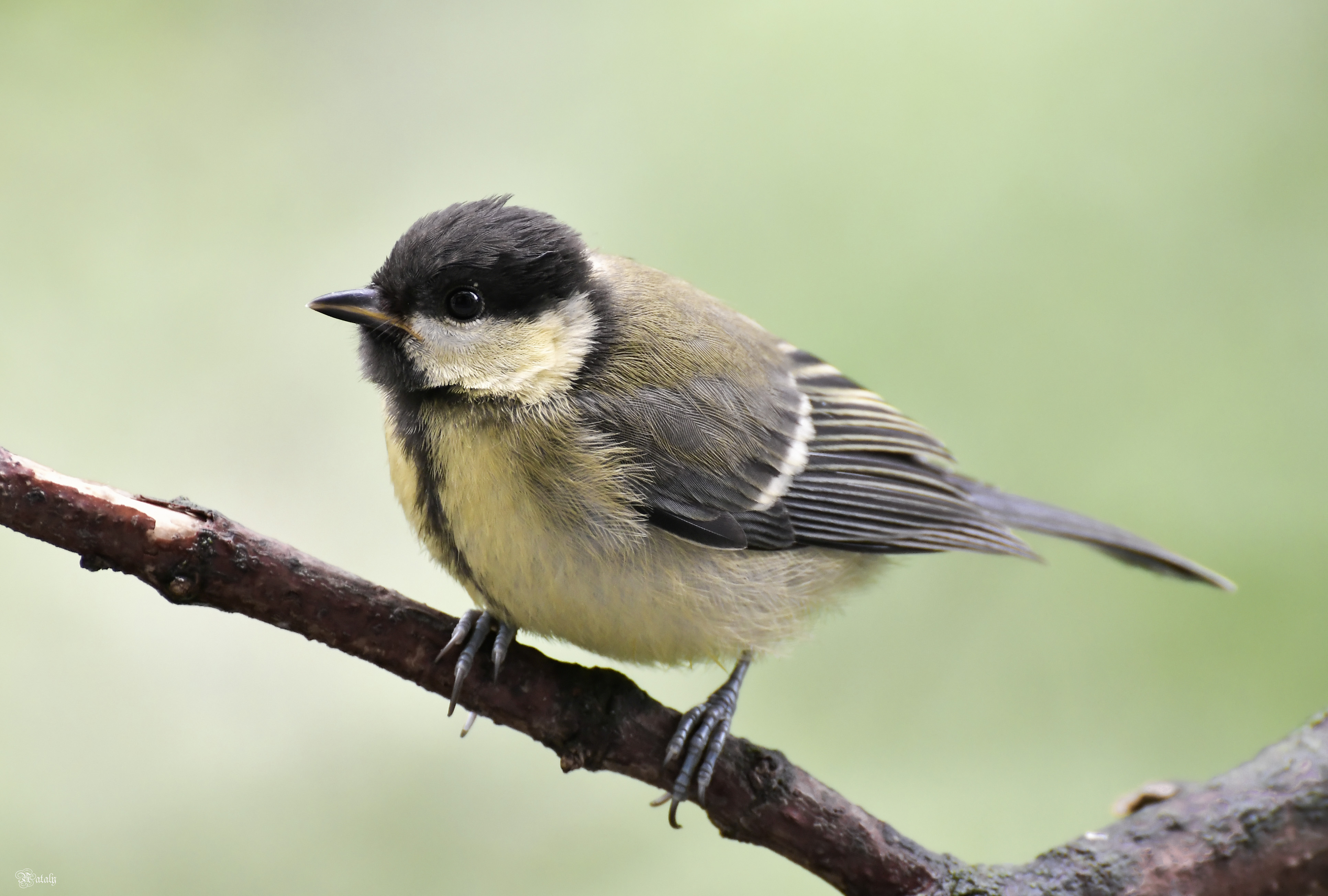 , Наталья Екимова