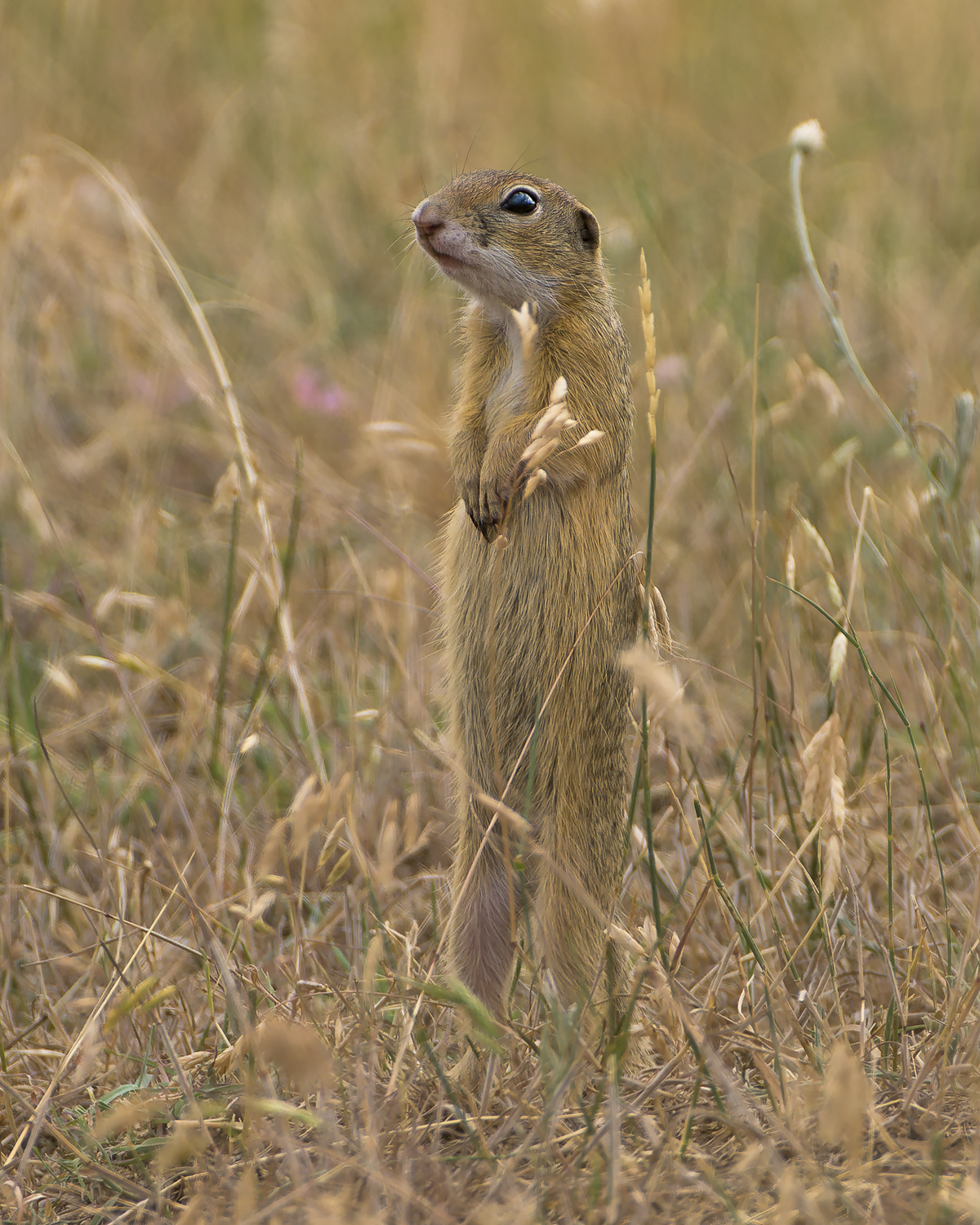 , Евгени Стефанов