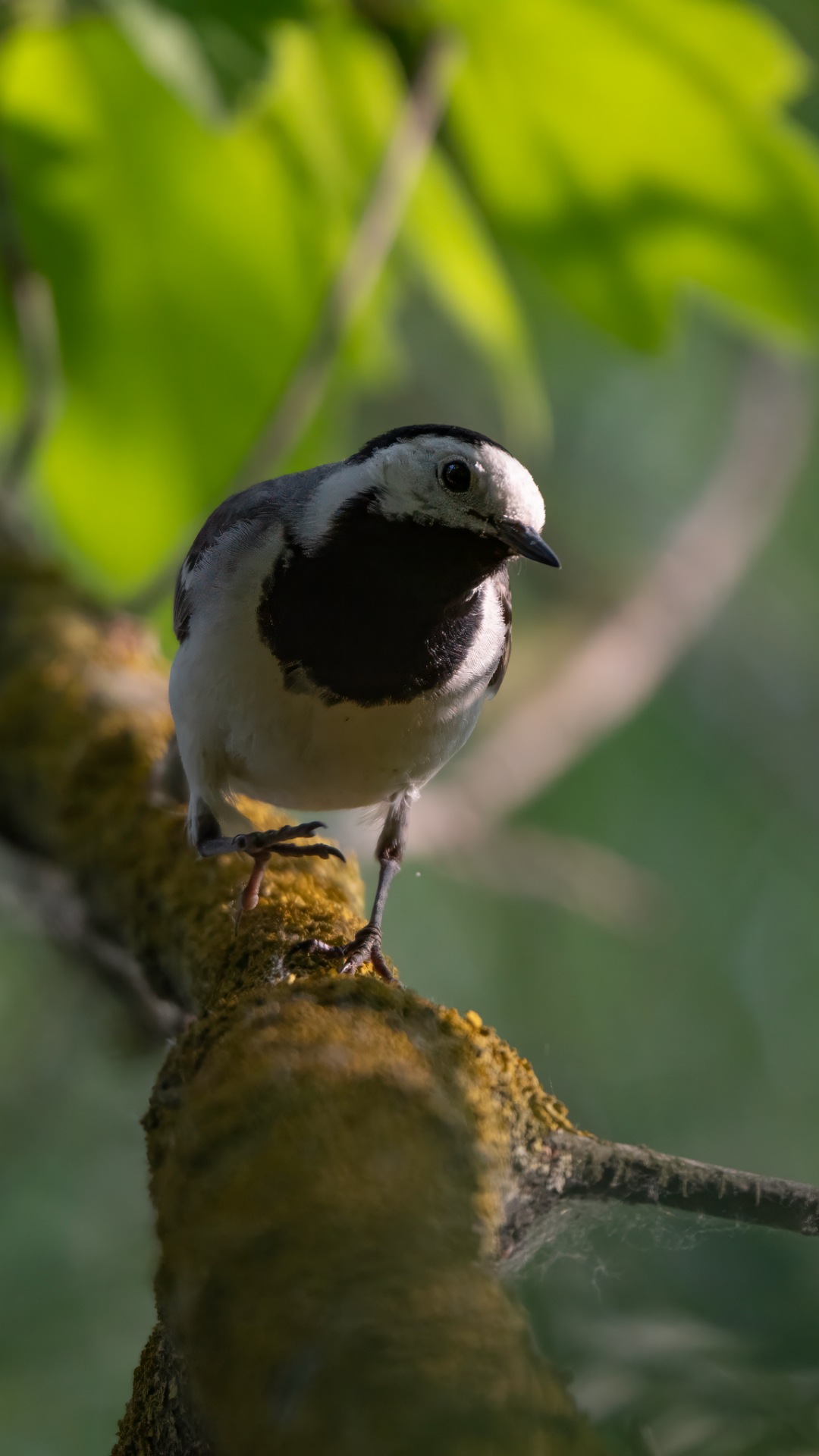 , Ширгин Сергей
