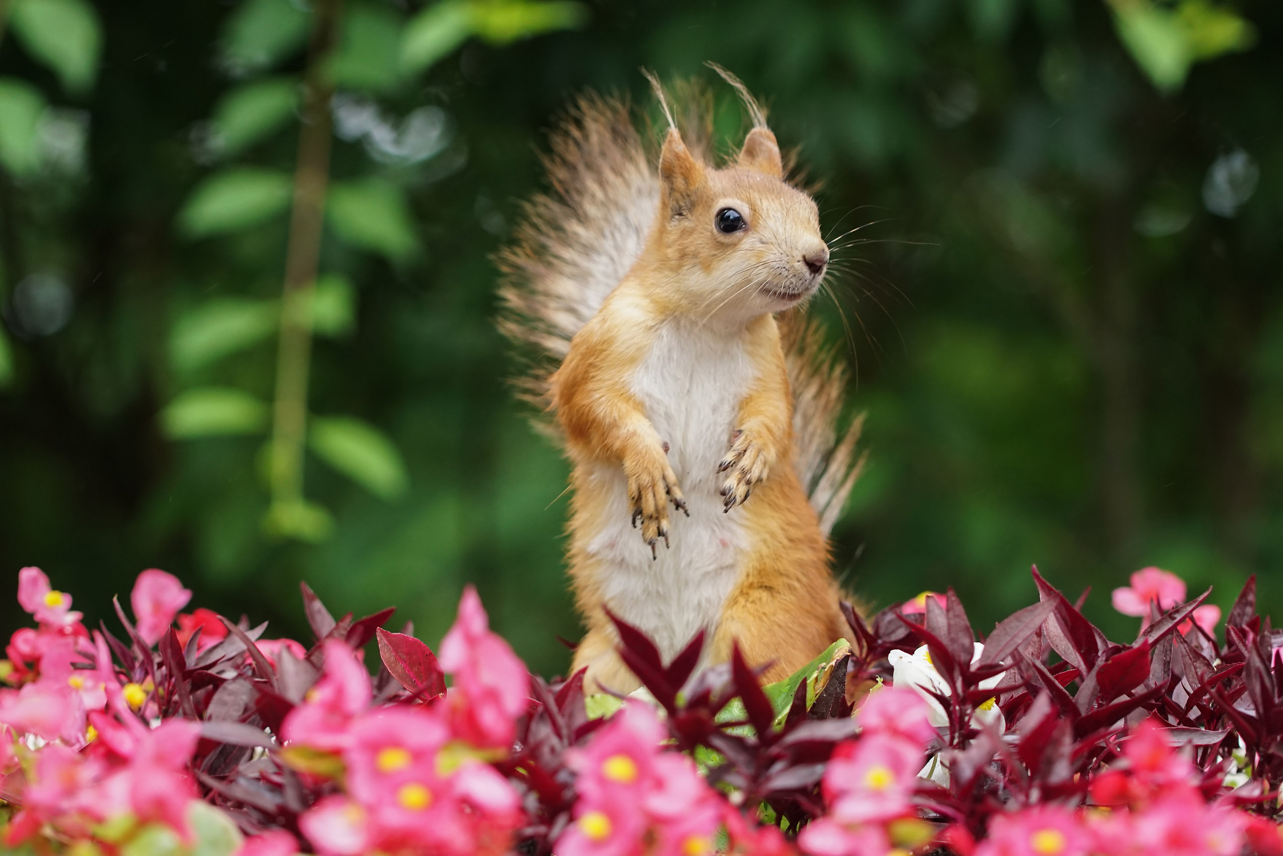 Белка, клумба, цветы, парк, Чепленко Алексей