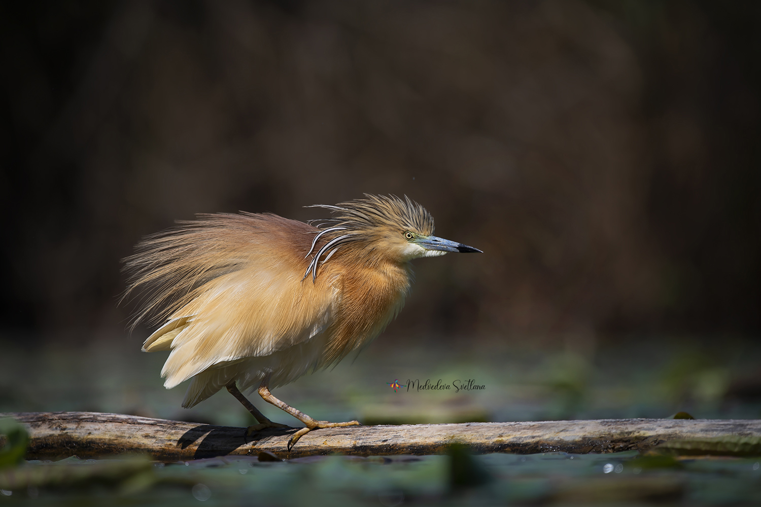 , Медведева Светлана