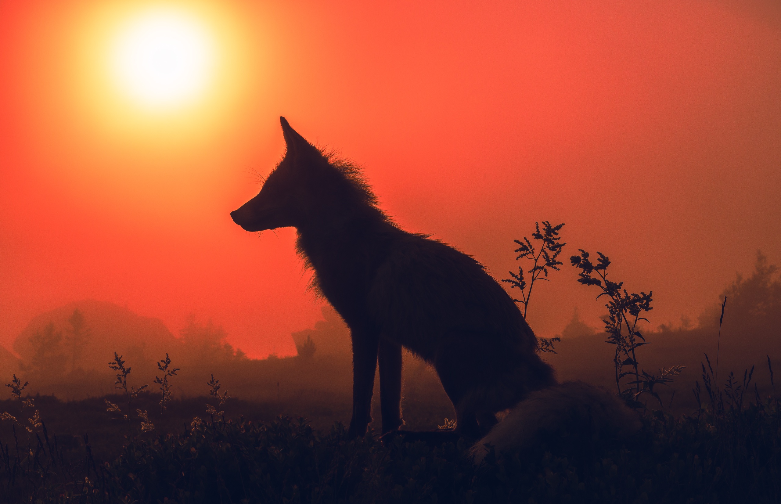 лиса, Силантьев Даниил